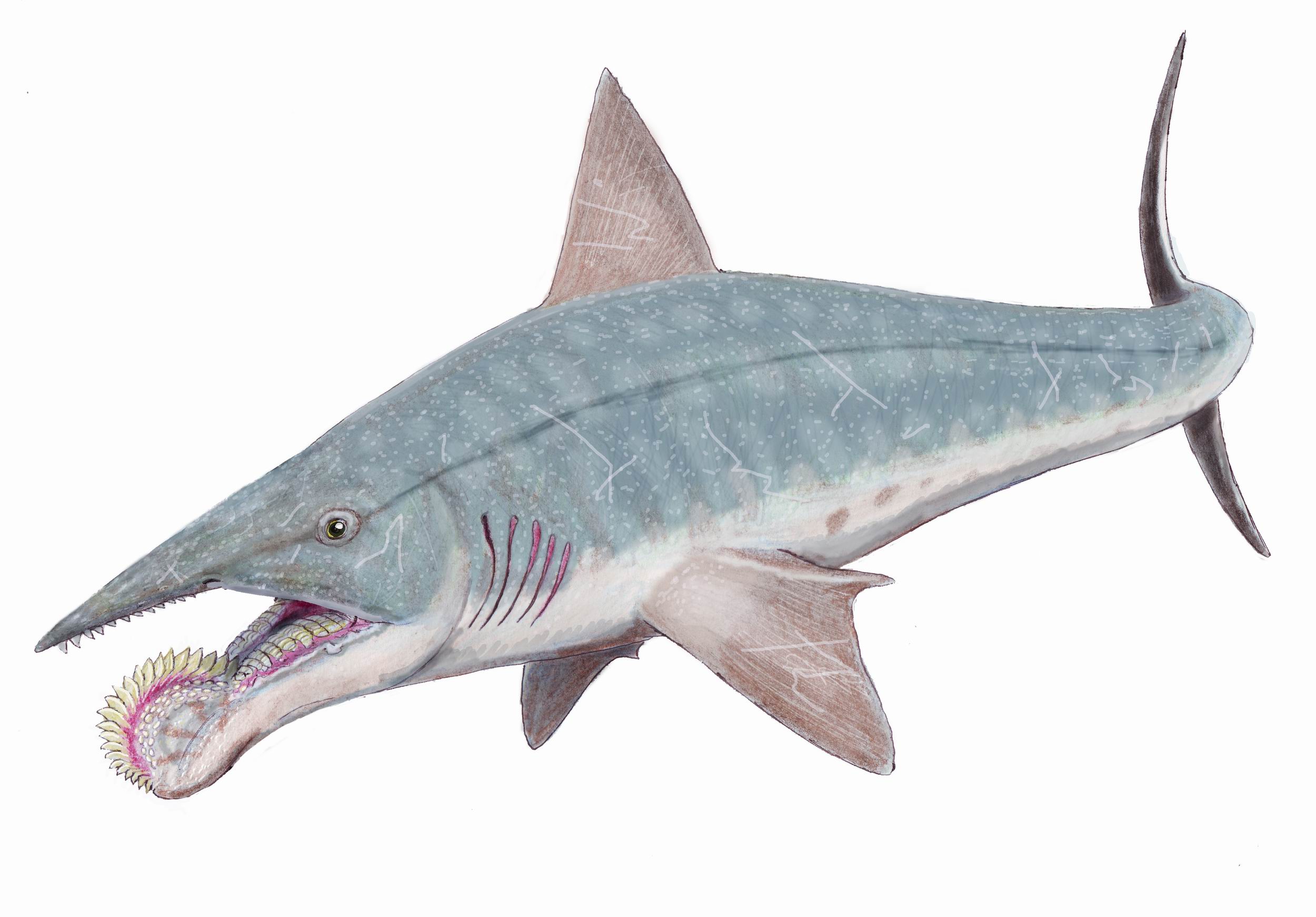 Helicoprion: The Buzz Saw Shark (image credits: dmitrchel@mail.ru, CC BY 3.0, https://commons.wikimedia.org/w/index.php?curid=4619846)