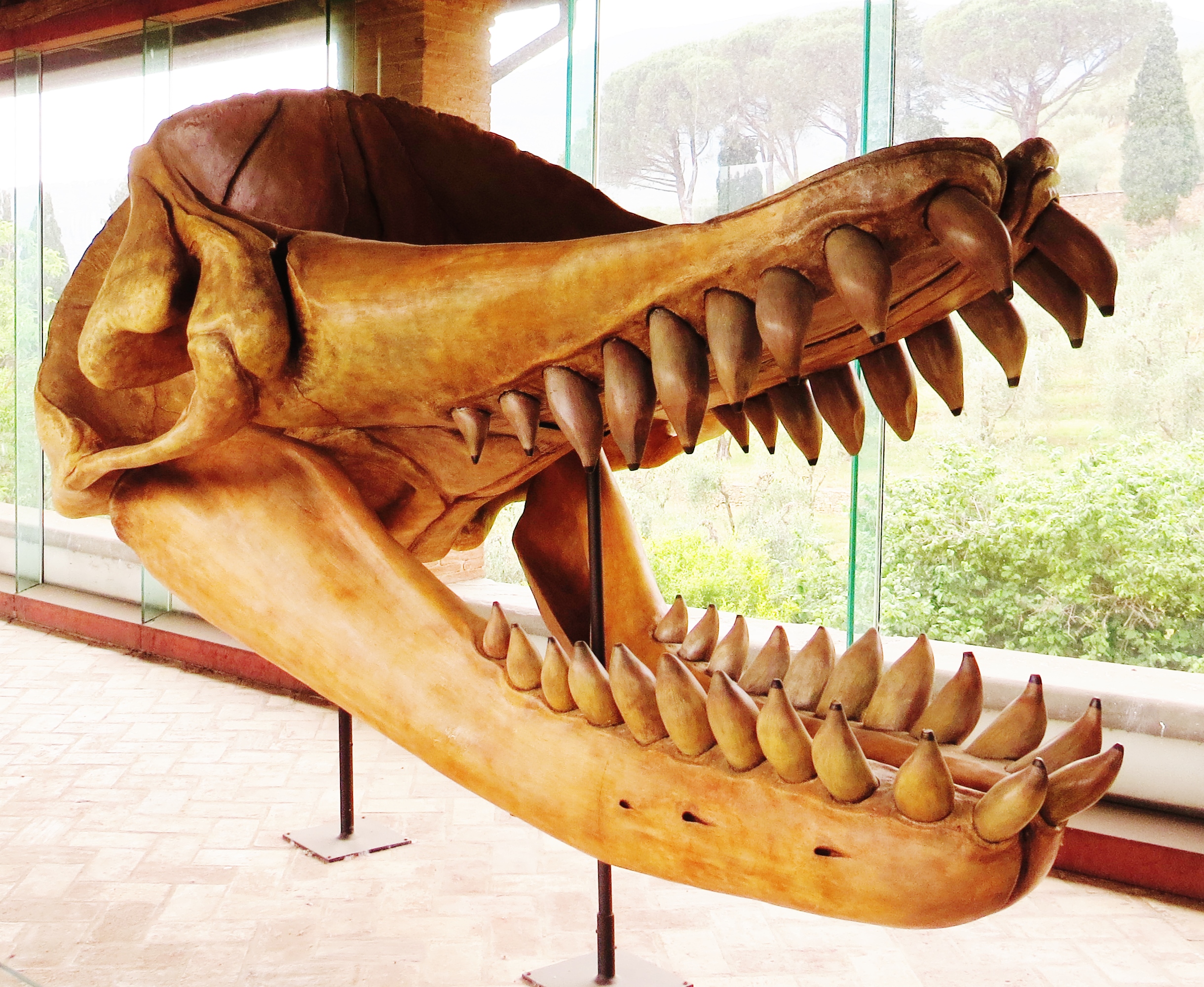 Livyatan: The Sperm Whale's Nightmare Cousin (image credits: By Ghedoghedo, CC BY-SA 4.0, https://commons.wikimedia.org/w/index.php?curid=63202970)