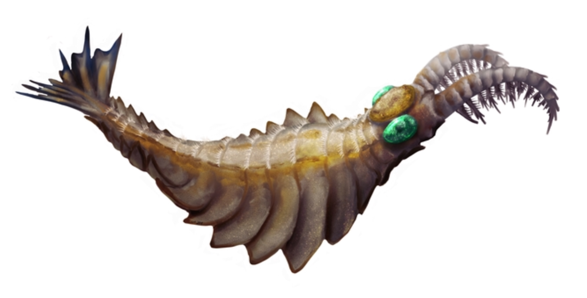 Anomalocaris: The Cambrian Sea Monster (image credits: By PaleoEquii, CC BY-SA 4.0, https://commons.wikimedia.org/w/index.php?curid=82342715)