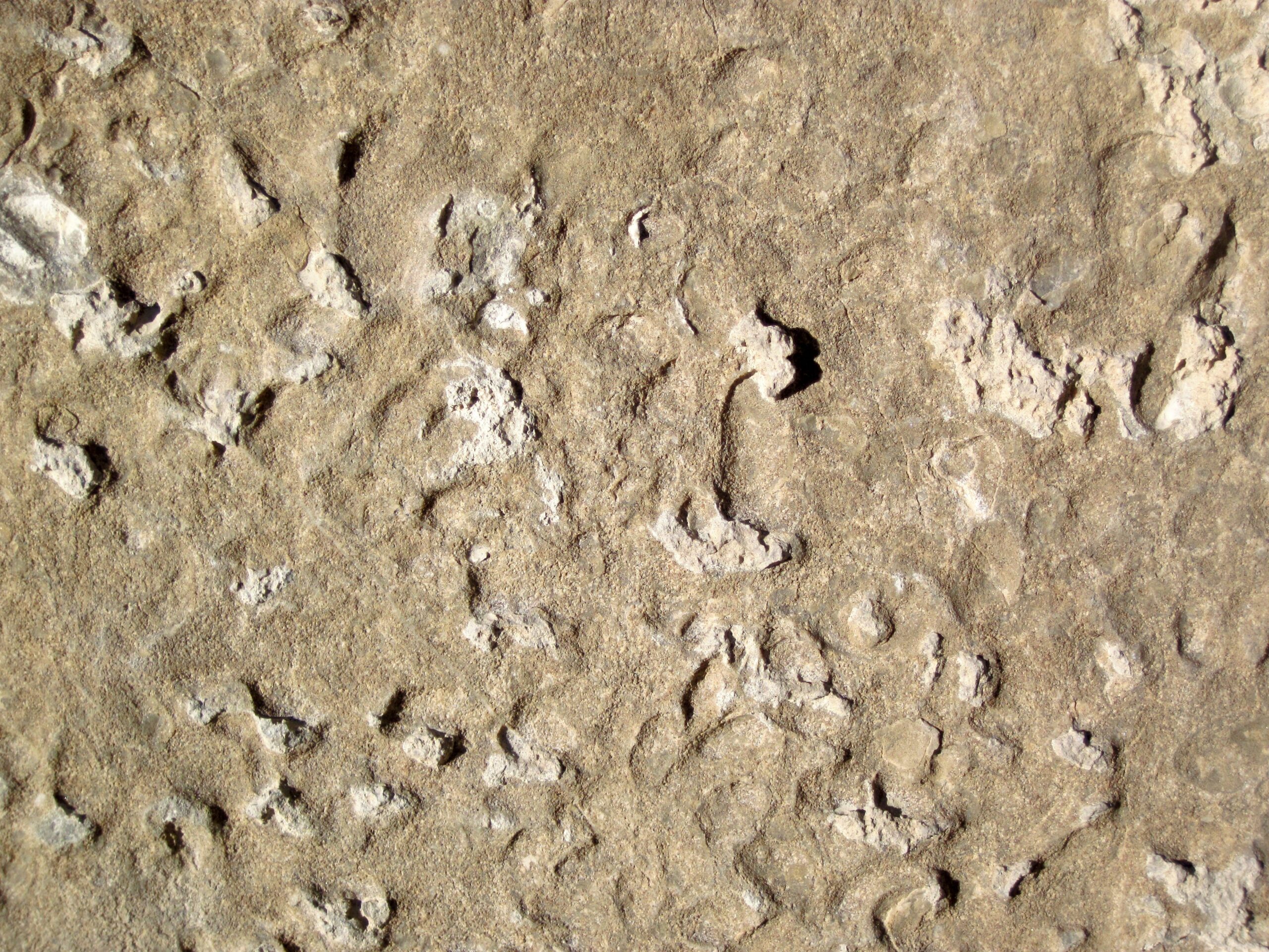 Fossil Evidence Reveals Isolated Ecosystems (image credits: wikimedia)