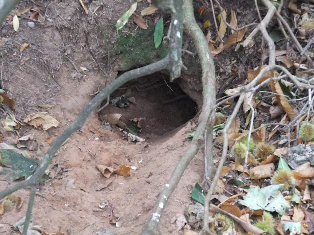 Underground Networks: Burrowing Dinosaurs and Their Subterranean World (image credits: flickr)