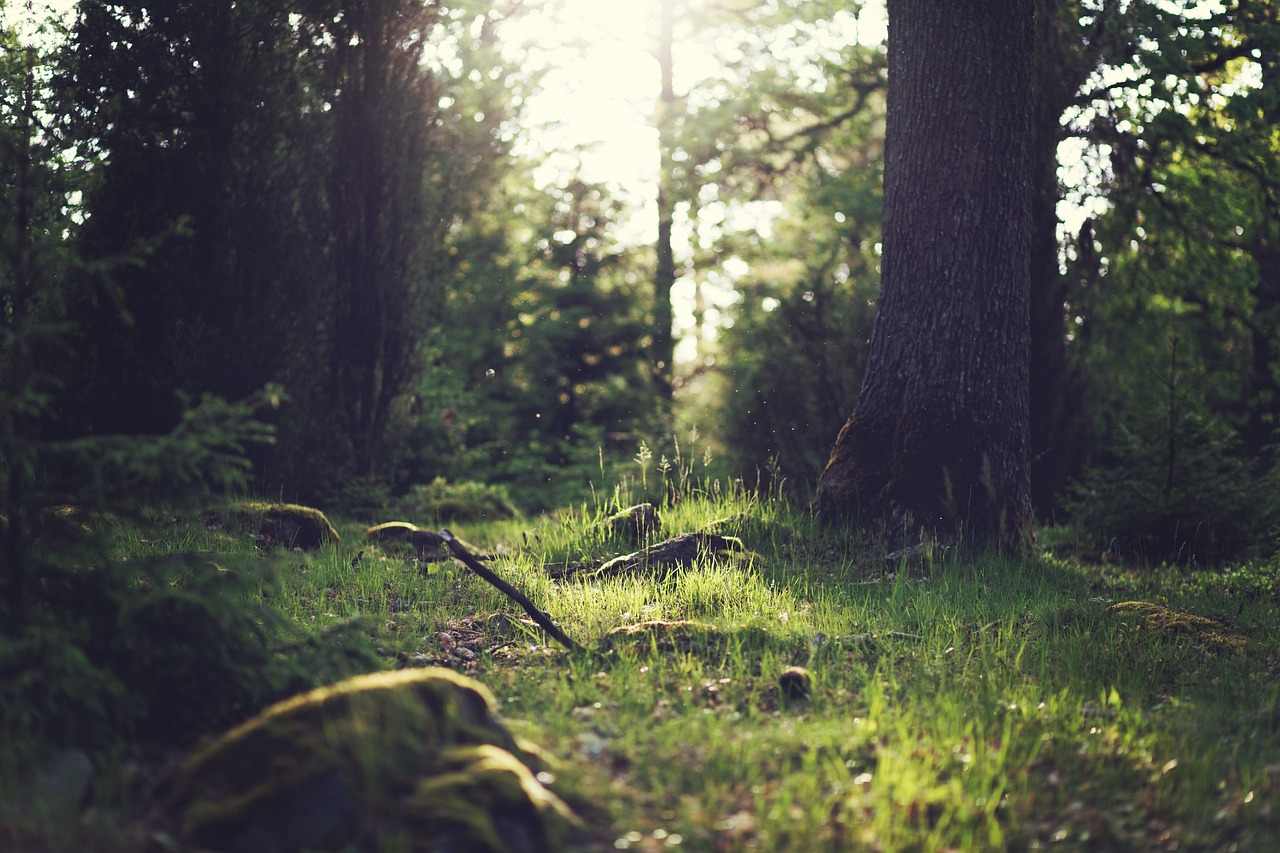 Forest Clearings: Natural Amphitheaters of Dinosaur Drama (image credits: pixabay)