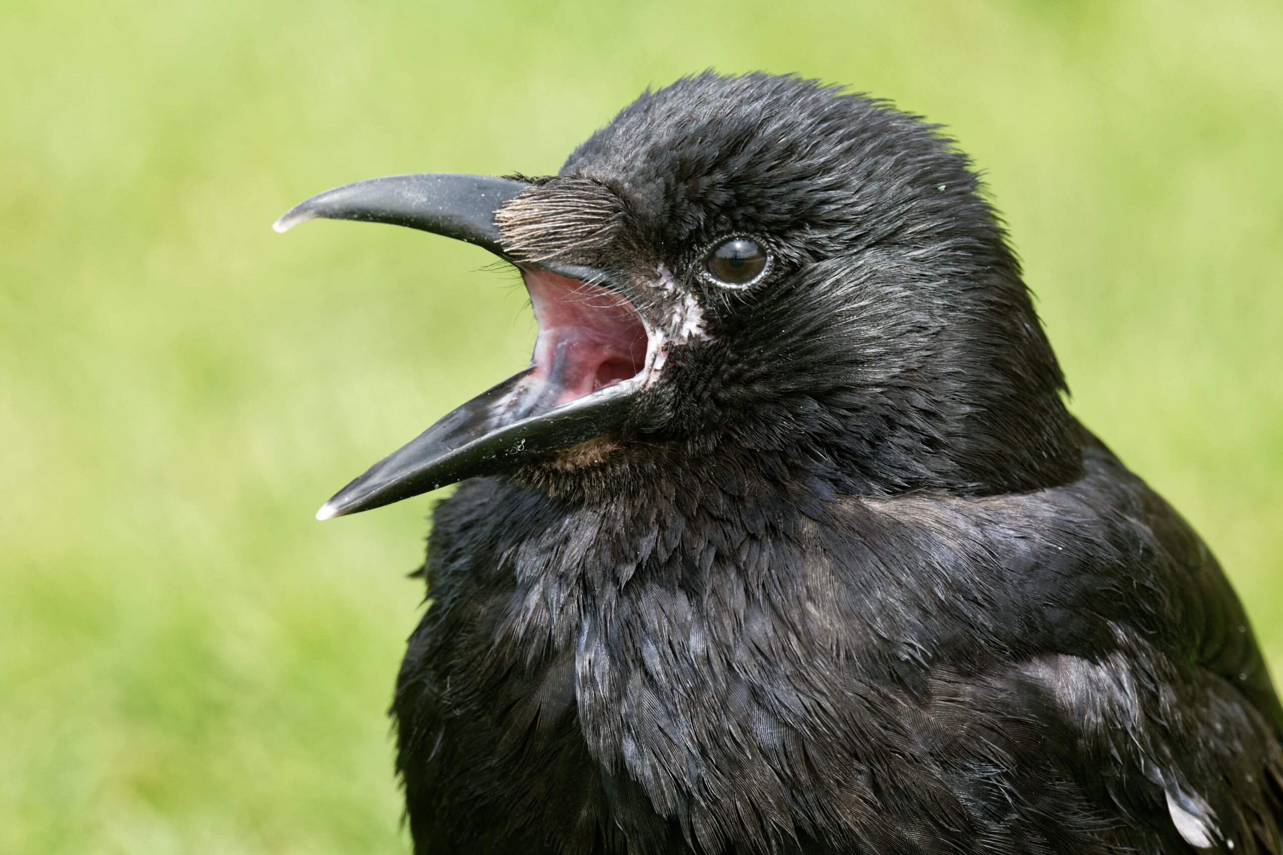 Vocal Communication: Beyond the Hollywood Hiss (image credits: wikimedia)