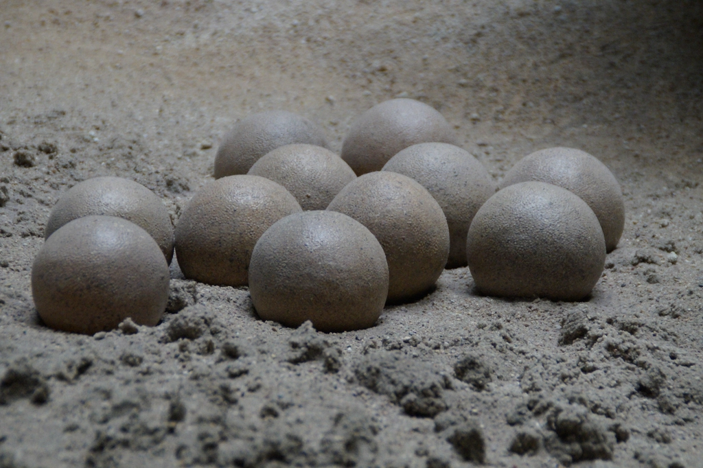 Reproductive Behavior: Nesting and Parental Care (image credits: rawpixel)