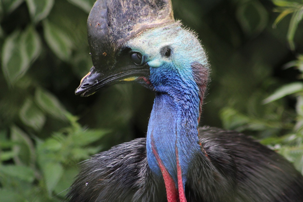 Evolutionary Legacy: The Birds Among Us (image credits: pixabay)