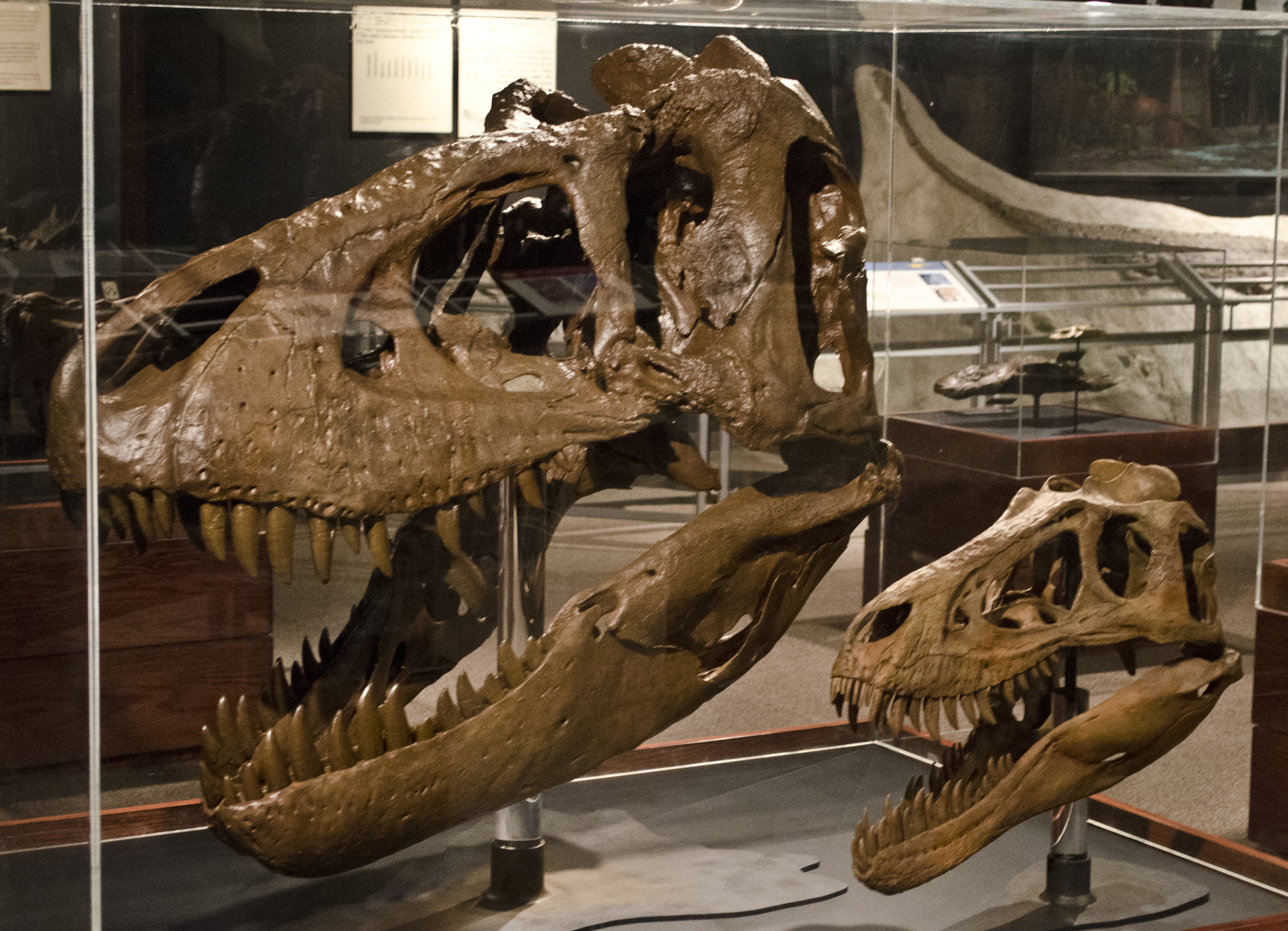 The Crown Jewel: T. rex Collection (image credits: T rex skulls - adult and juvenile - Museum of the Rockies - 2013-07-08
Uploaded by FunkMonk, CC BY-SA 2.0, https://commons.wikimedia.org/w/index.php?curid=27422883)