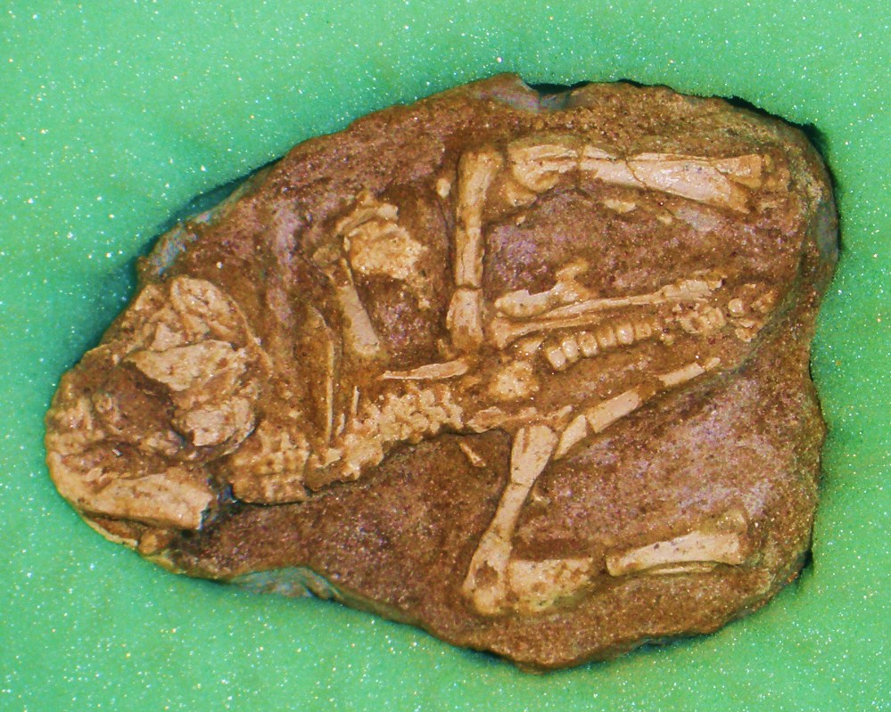 Revolutionary Baby Dinosaur Discoveries (image credits: wikimedia)
