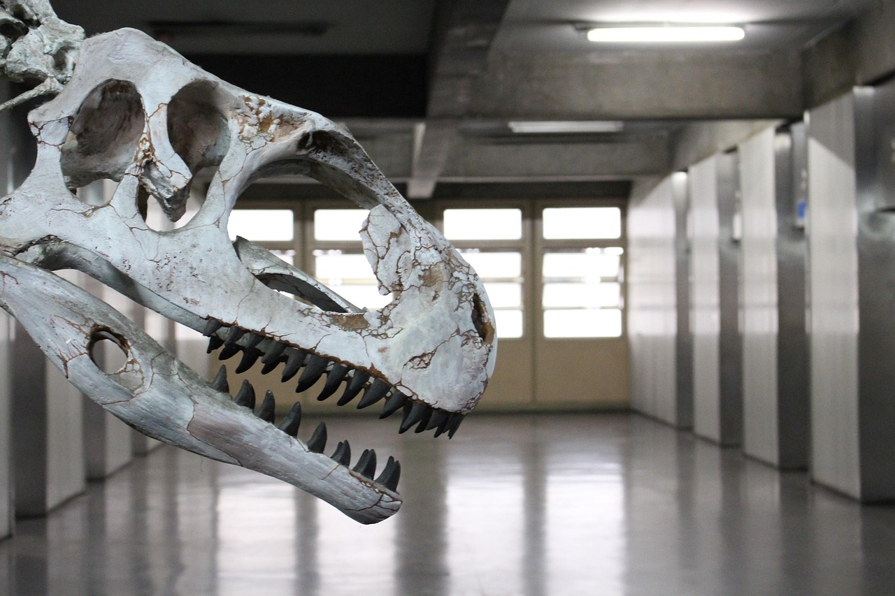 The Fossil Preparation Laboratory (image credits: pixabay)