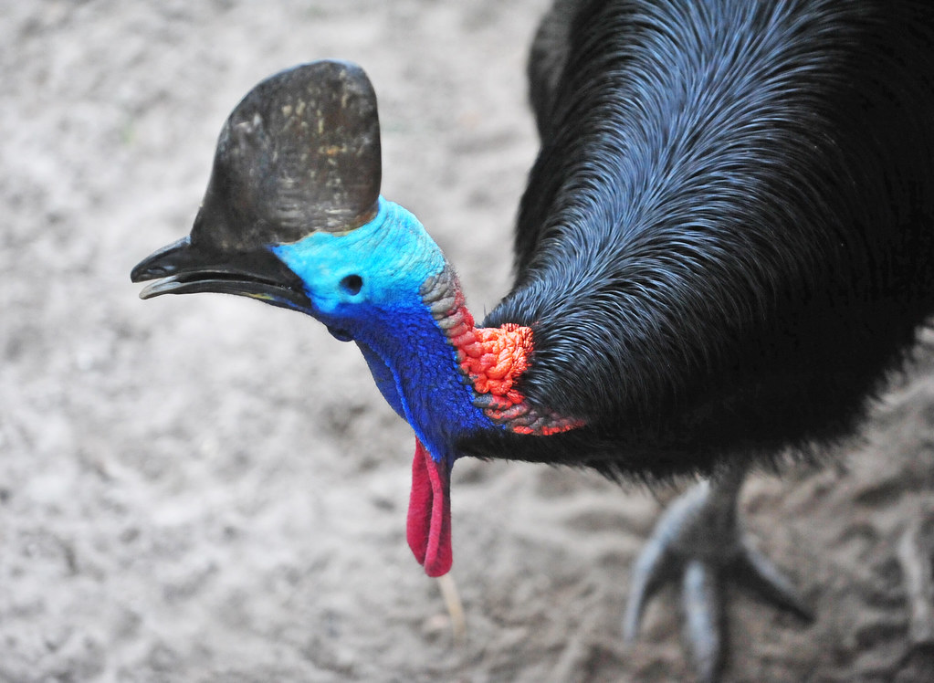 Prehistoric Appearance That Commands Respect (image credits: flickr)