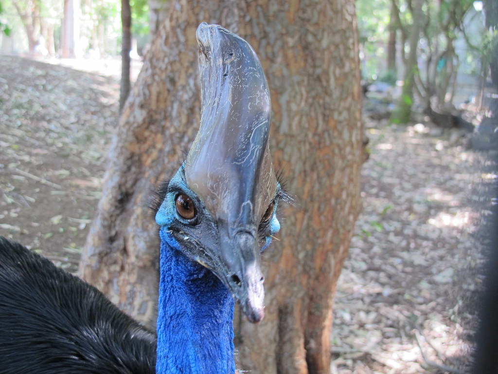 Ancient Hunting and Feeding Behaviors (image credits: flickr)