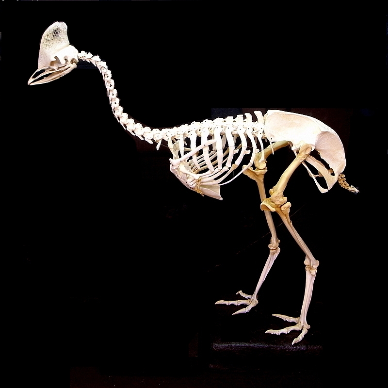 Bone Structure That Defies Modern Bird Evolution (image credits: wikimedia)