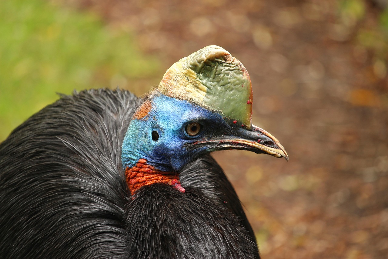 Territorial Behavior That Echoes Ancient Conflicts (image credits: pixabay)