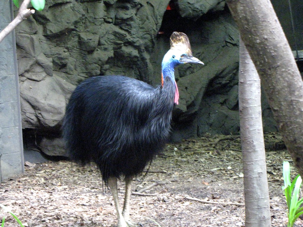 Evolutionary Adaptations That Time Forgot (image credits: flickr)