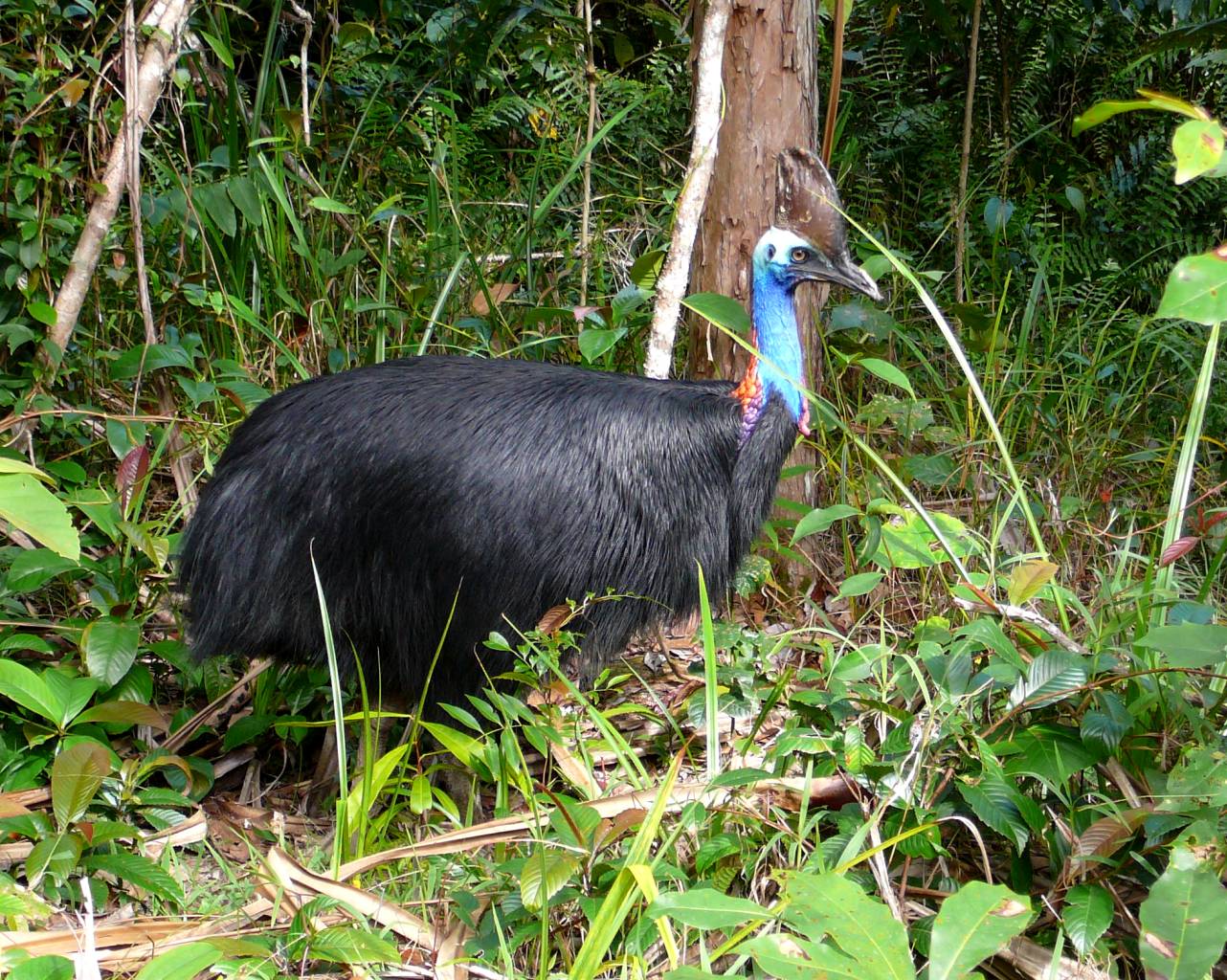 Habitat Preferences That Mirror Ancient Ecosystems (image credits: wikimedia)