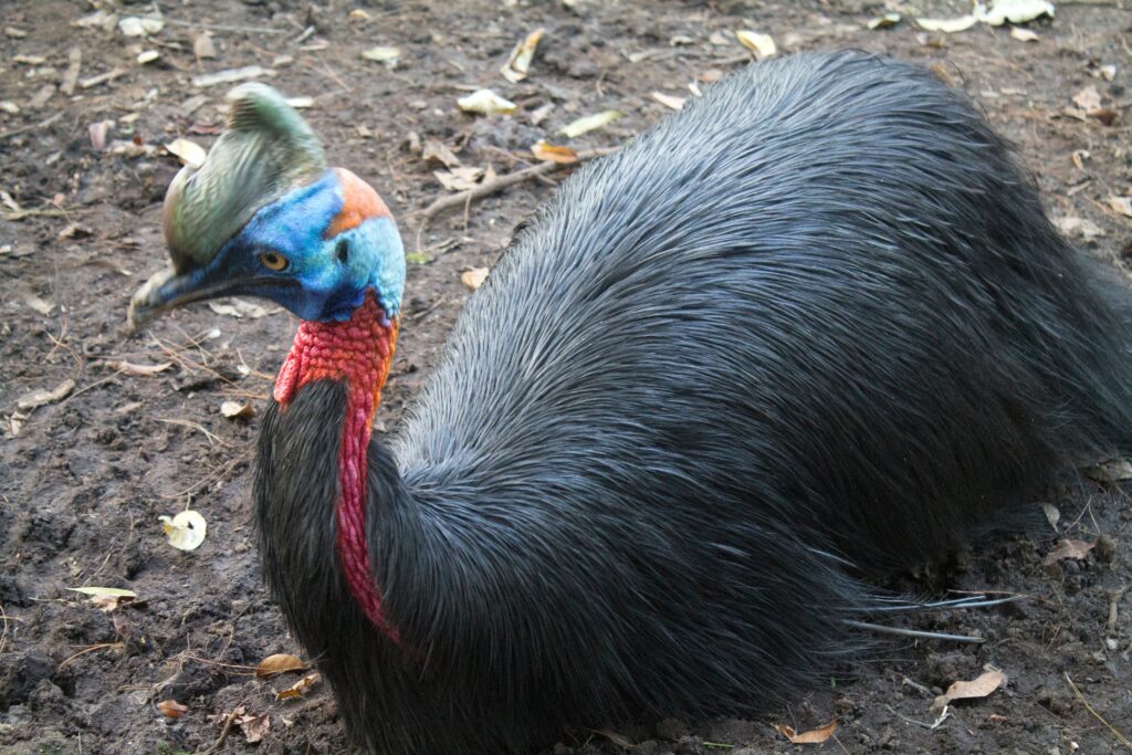 Cassowary: Meet the Bird Closest to a Living Dinosaur