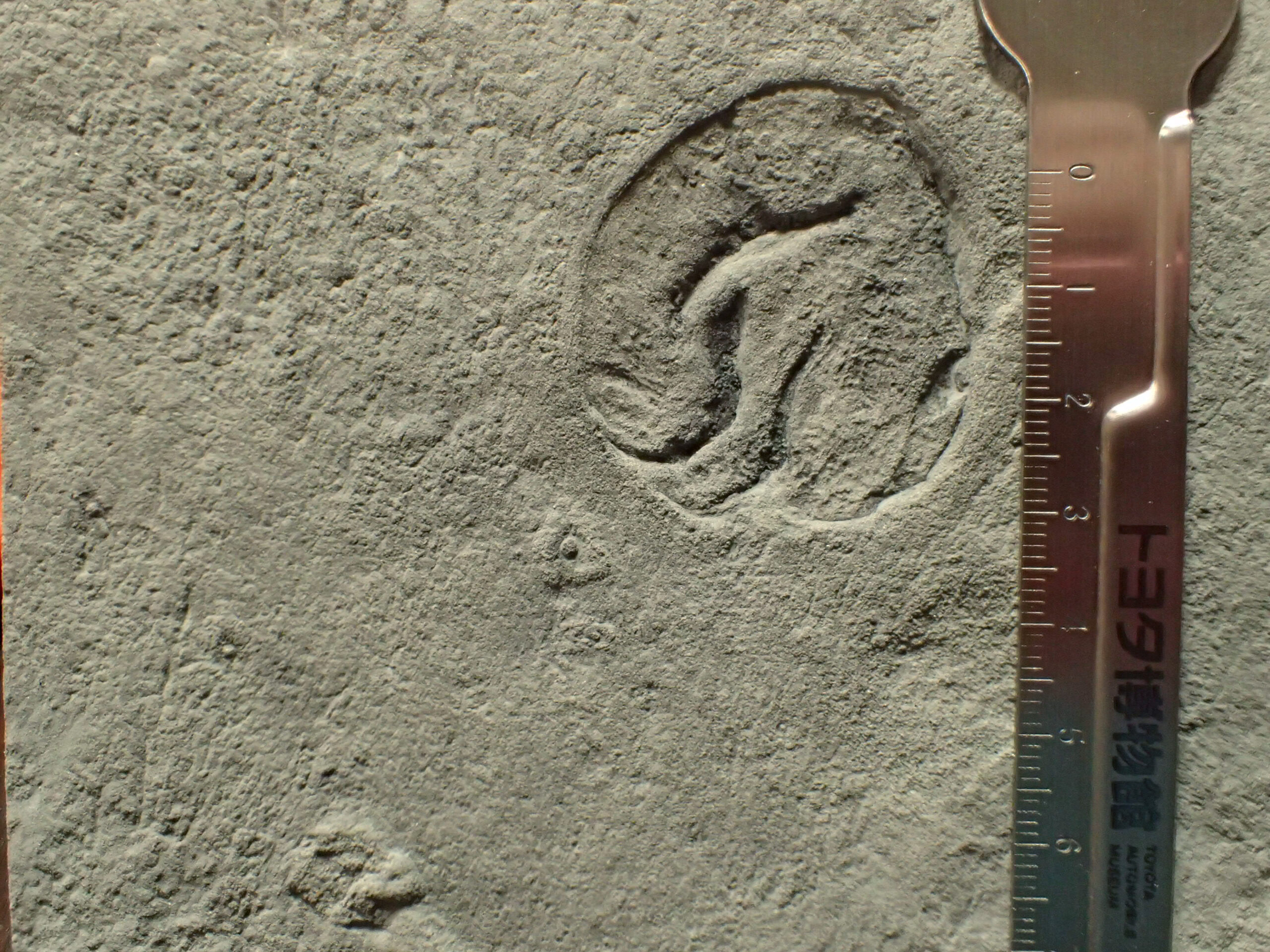 The Ediacaran Enigma (image credits: wikimedia)