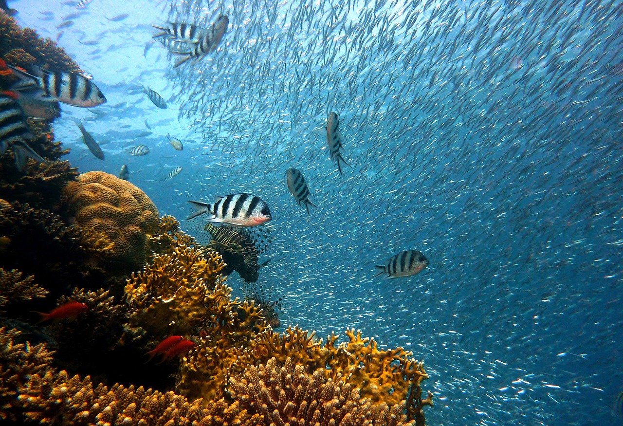 The Permian Reef Crisis (image credits: pixabay)