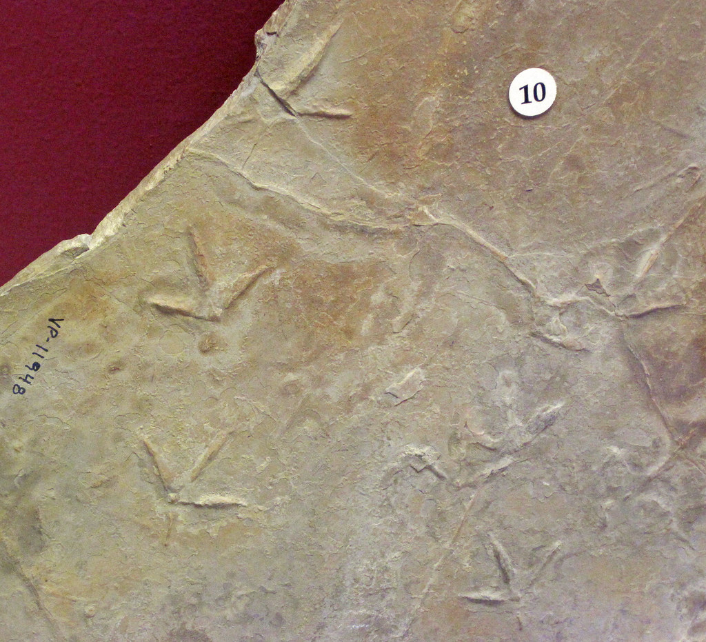 Trace Fossils: Footprints in Deep Time (image credits: flickr)
