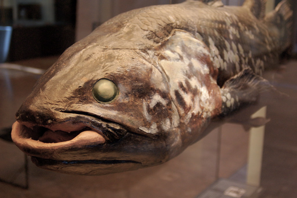 Living Fossils: Time Travelers in Our Modern World (image credits: flickr)