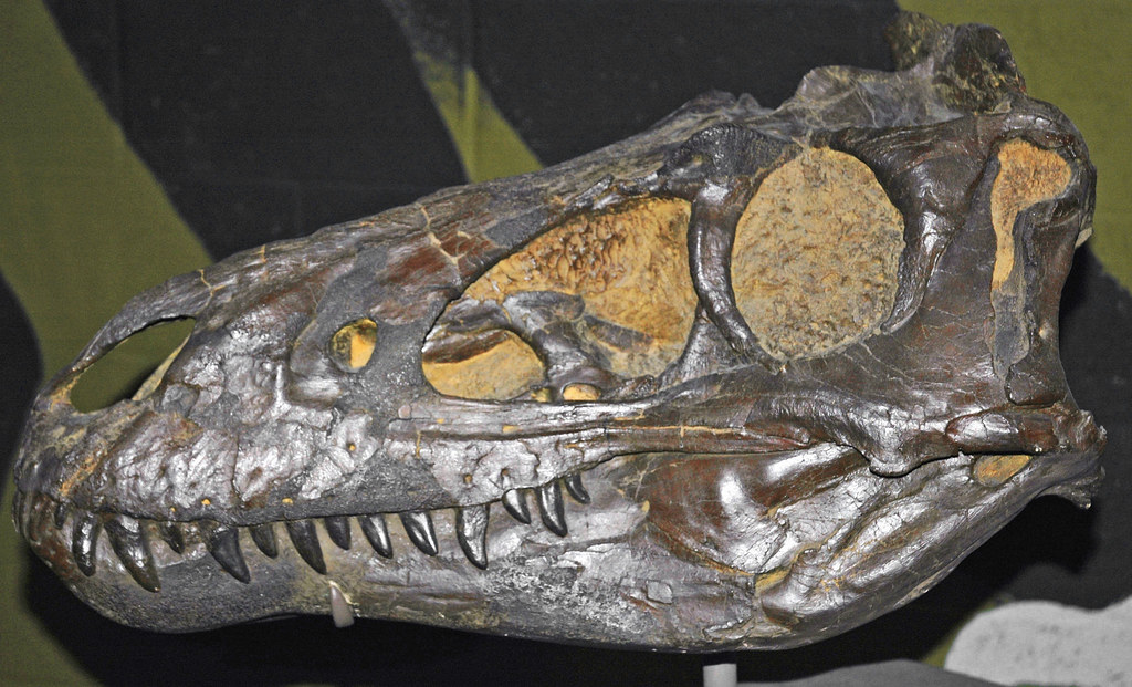 The Case for Nanotyrannus as a Separate Species (image credits: flickr)