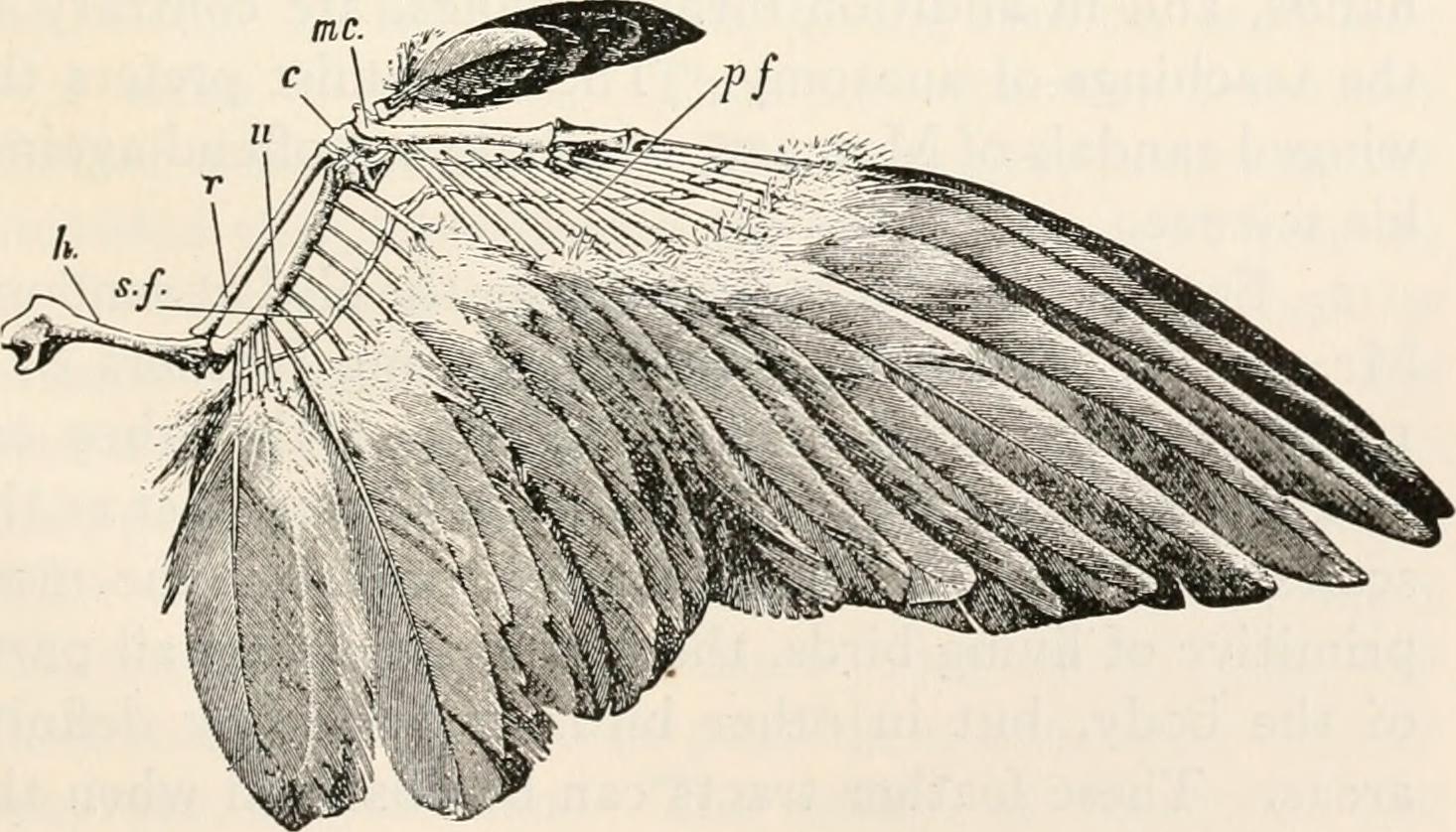 Feathers vs. Scales: The Skin Game (image credits: wikimedia)