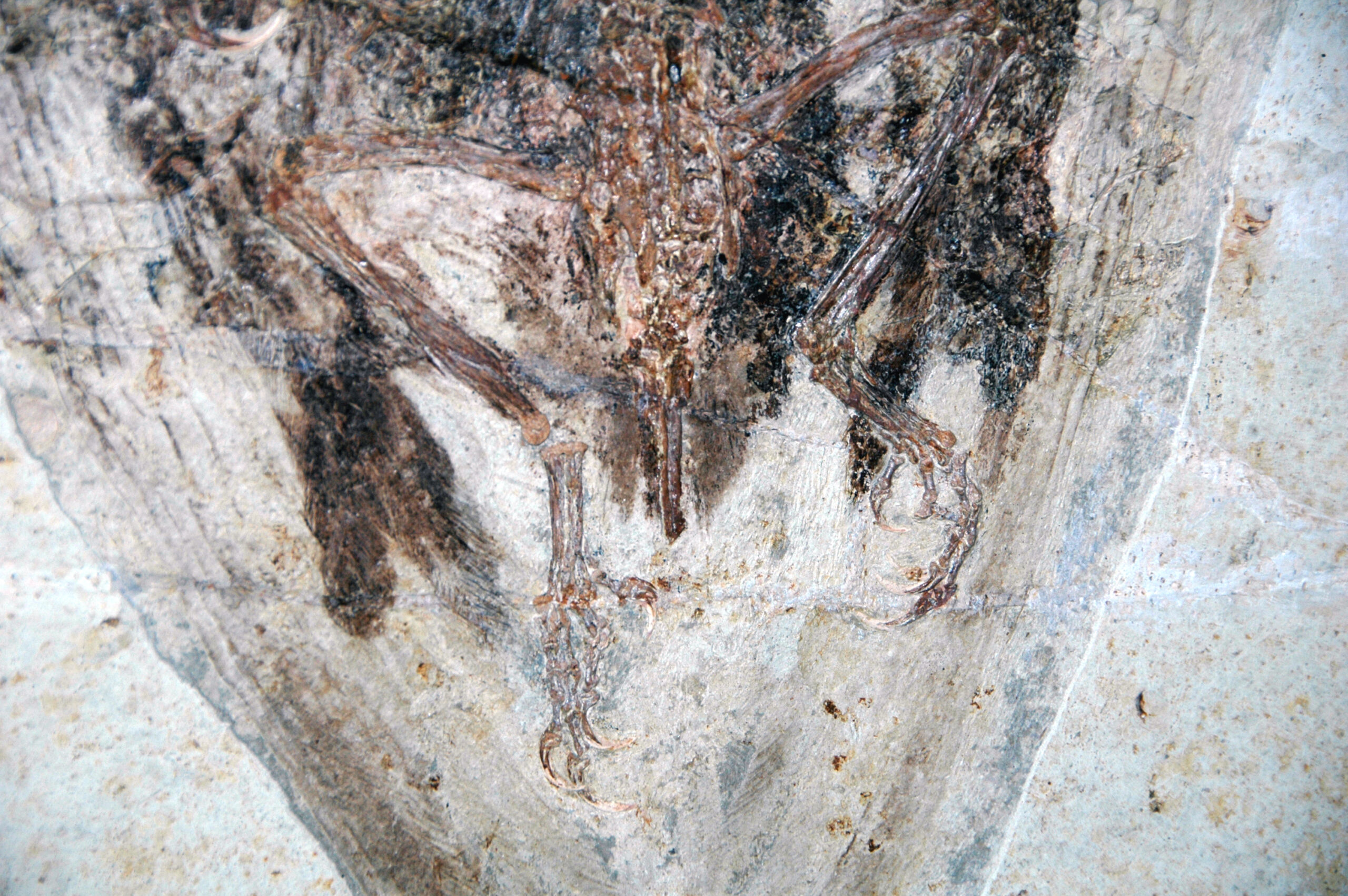 China's Liaoning Province: Feathered Dinosaur Paradise (image credits: wikimedia)