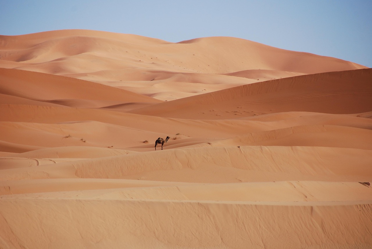 Morocco's Sahara Desert: An Unexpected Fossil Treasury (image credits: pixabay)