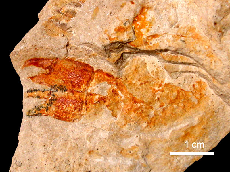 The Birthplace of Patagonian Paleontology (image credits: wikimedia)