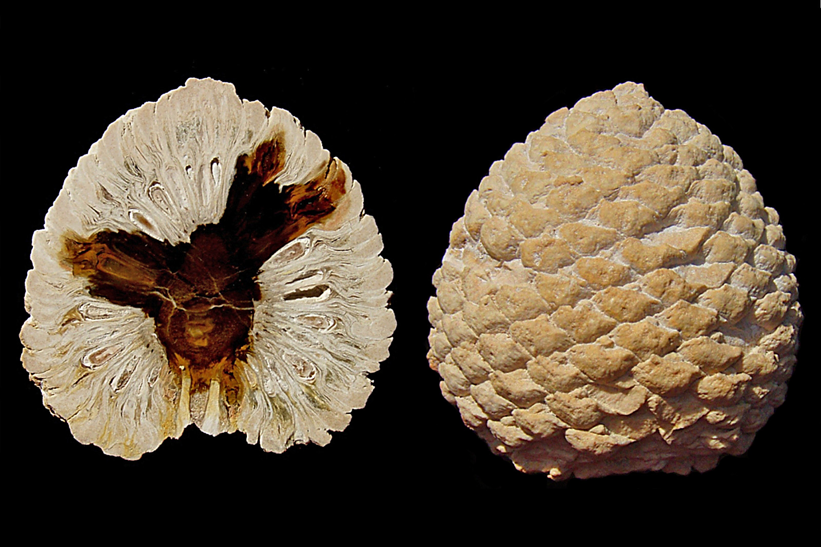 Revolutionary Fossilization Techniques in Patagonian Badlands (image credits: wikimedia)