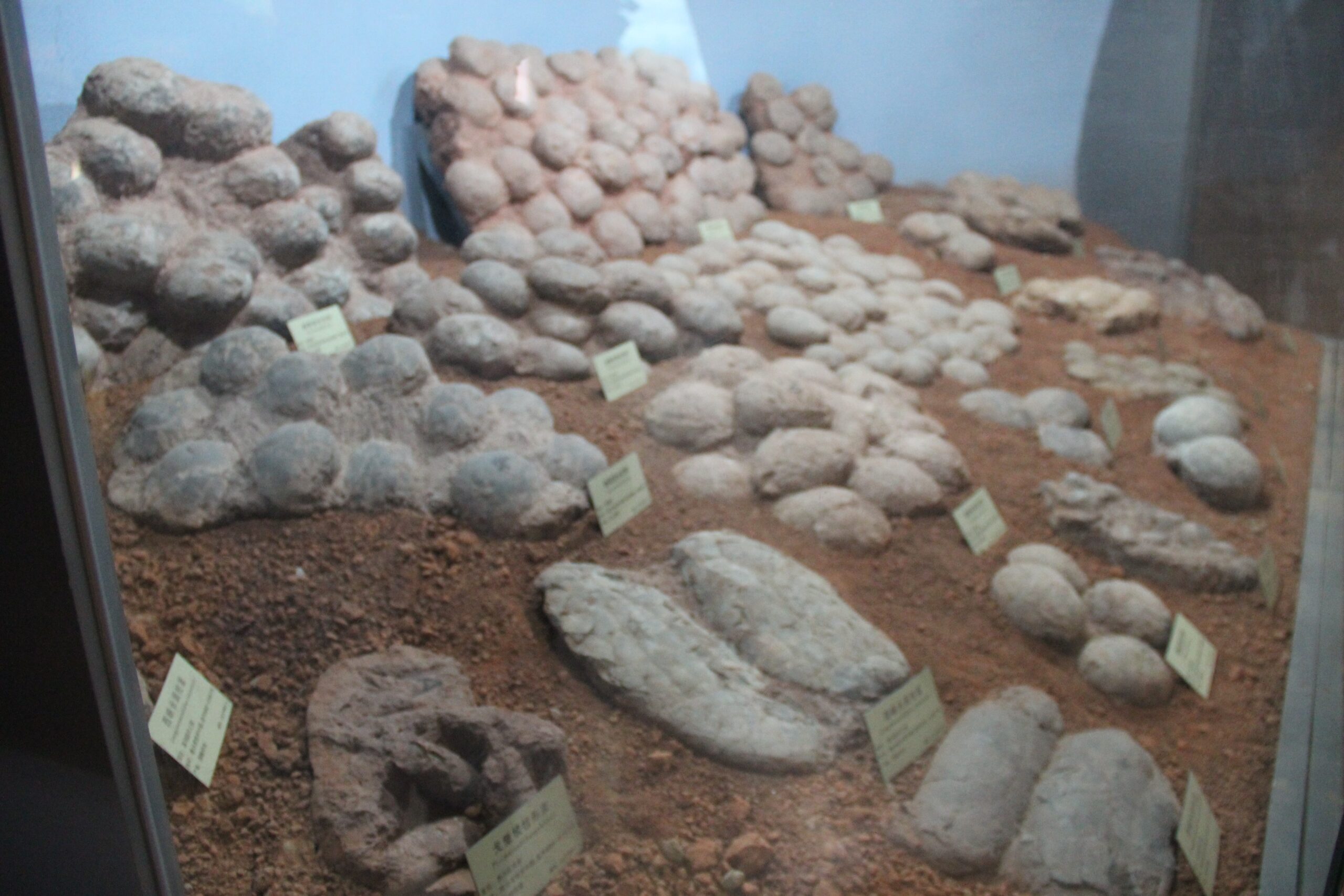 The Egg Mountain Discovery: Nesting Behaviors of Giants (image credits: wikimedia)