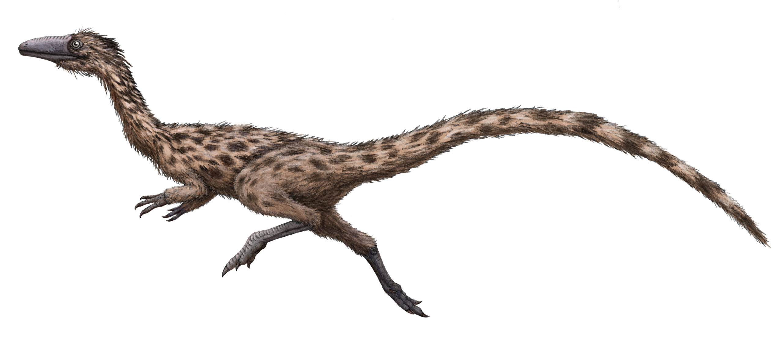 Feathered Giants: Nature's Original Winter Coats (image credits: wikimedia)
