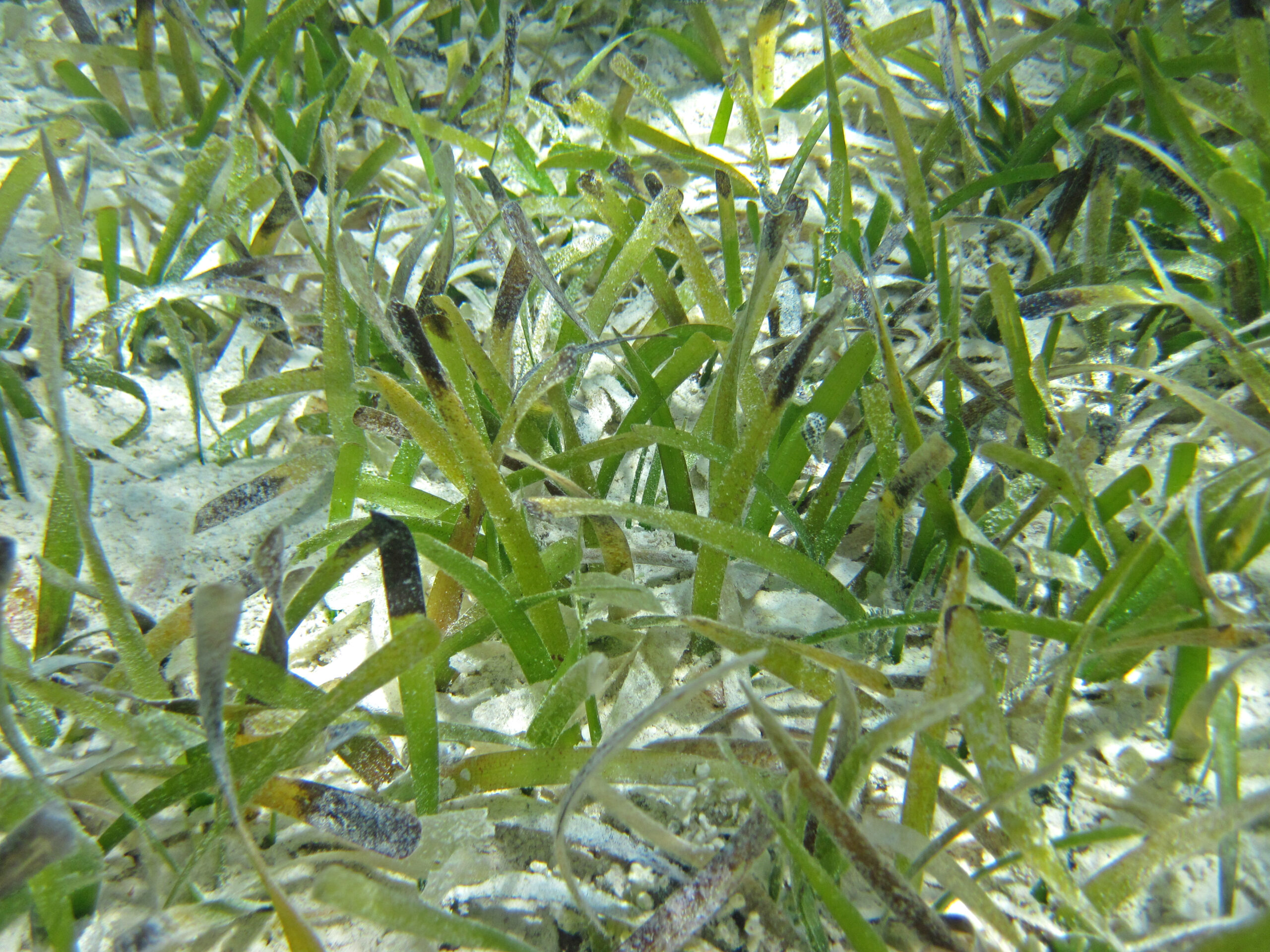 Challenging the Grass Evolution Timeline (image credits: wikimedia)