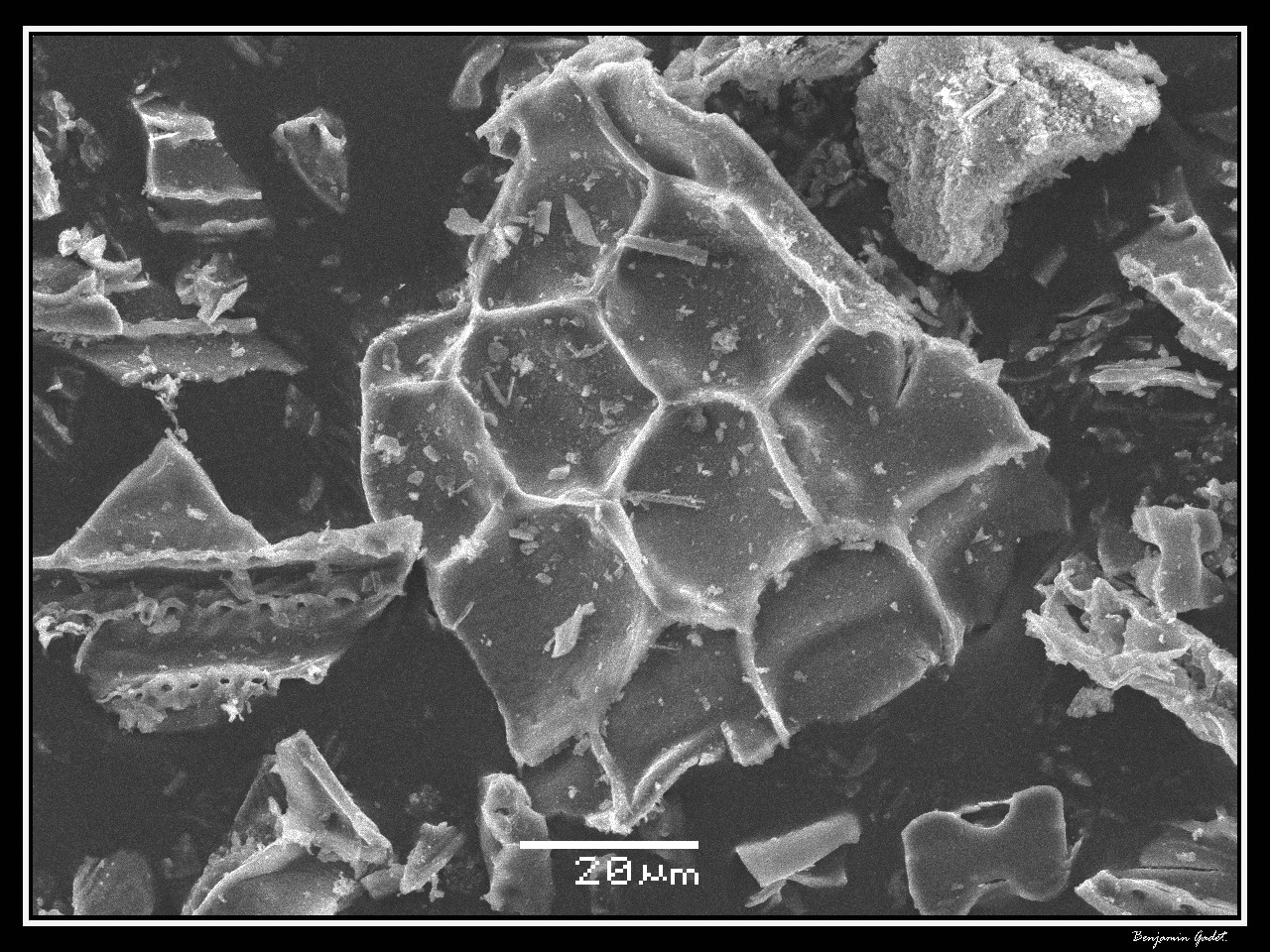 Microscopic Detectives at Work (image credits: wikimedia)