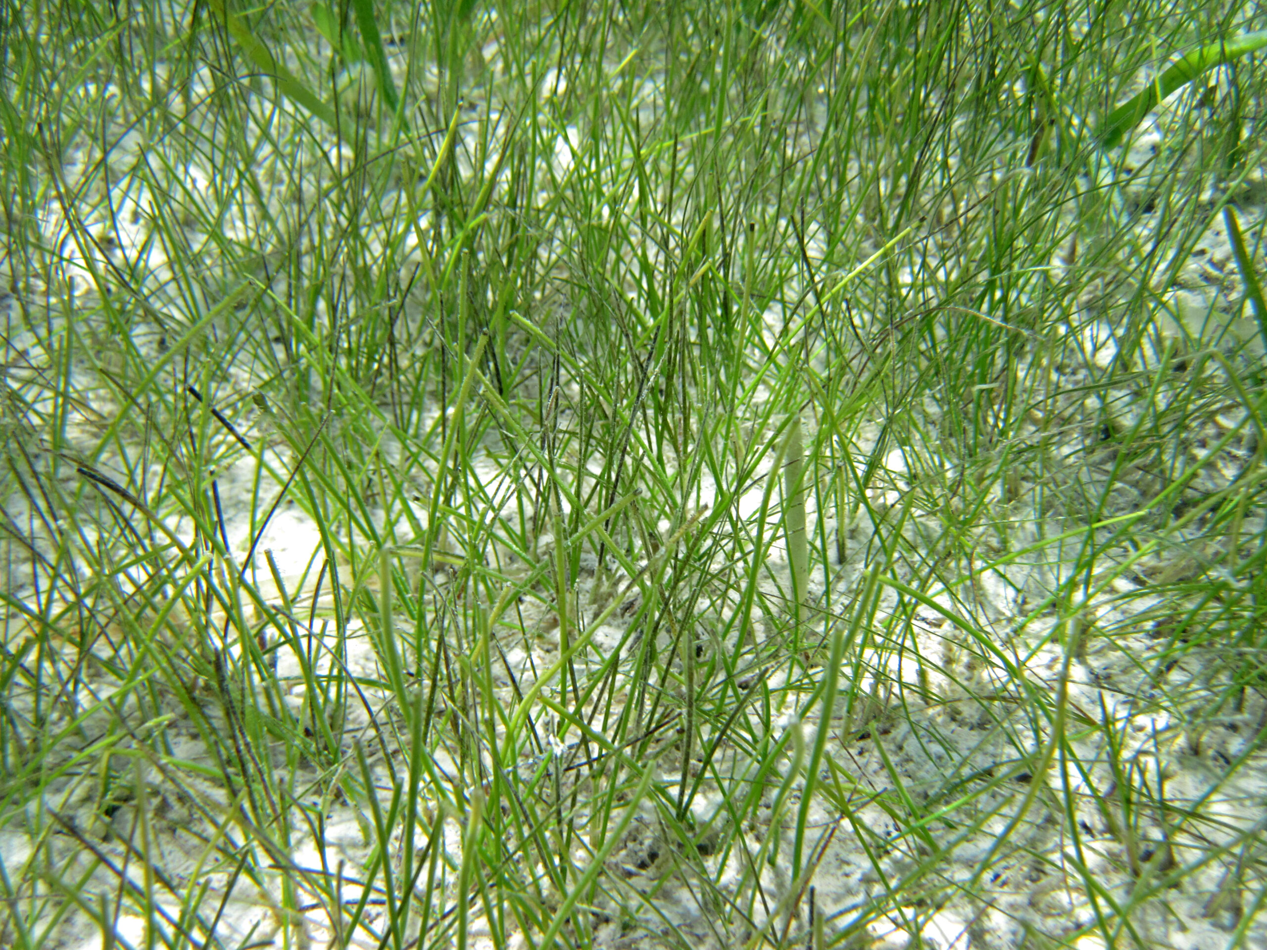 The Evolutionary Advantage of Early Grasses (image credits: wikimedia)