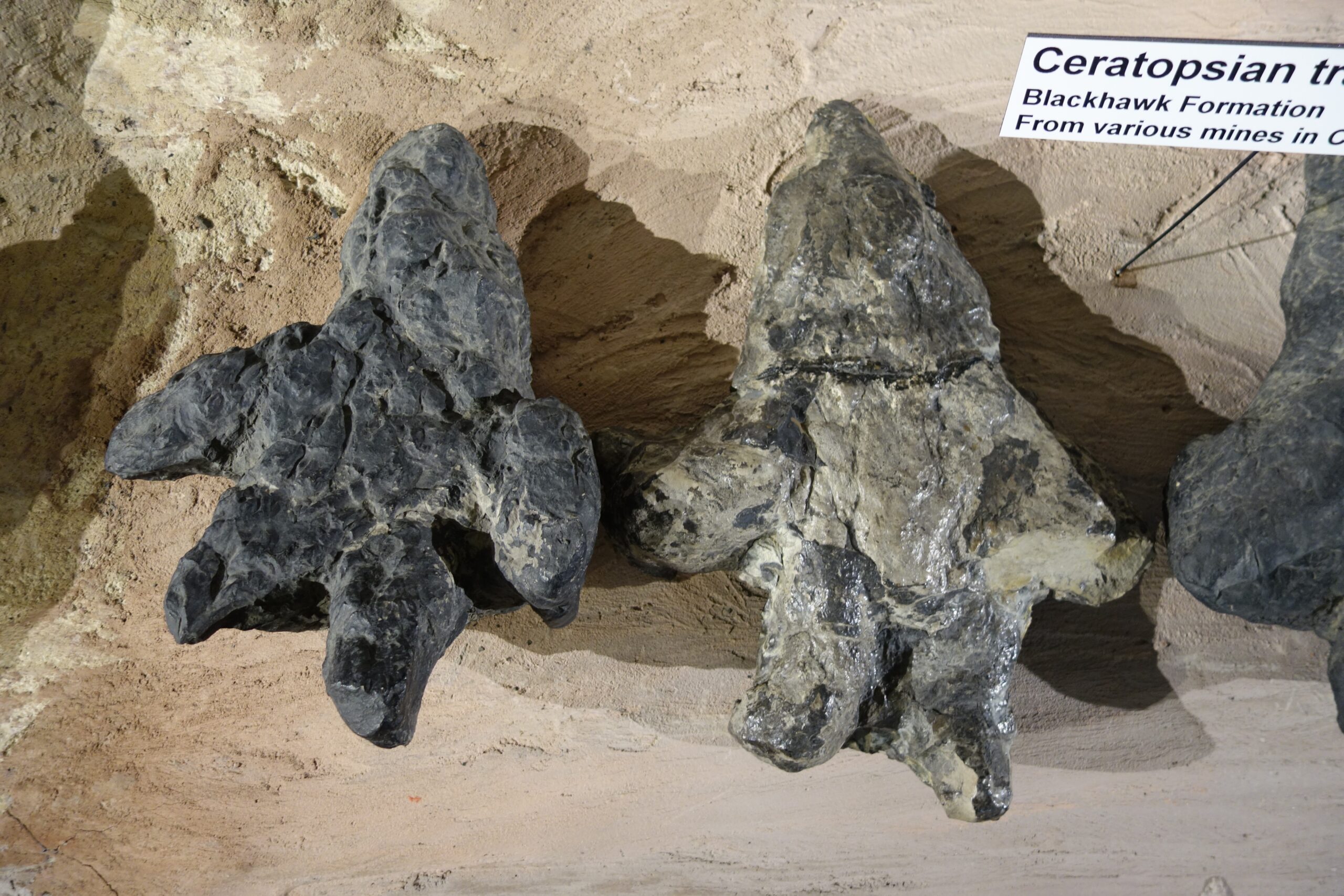 Horned Behemoths: The Ceratopsian Dynasty (image credits: wikimedia)