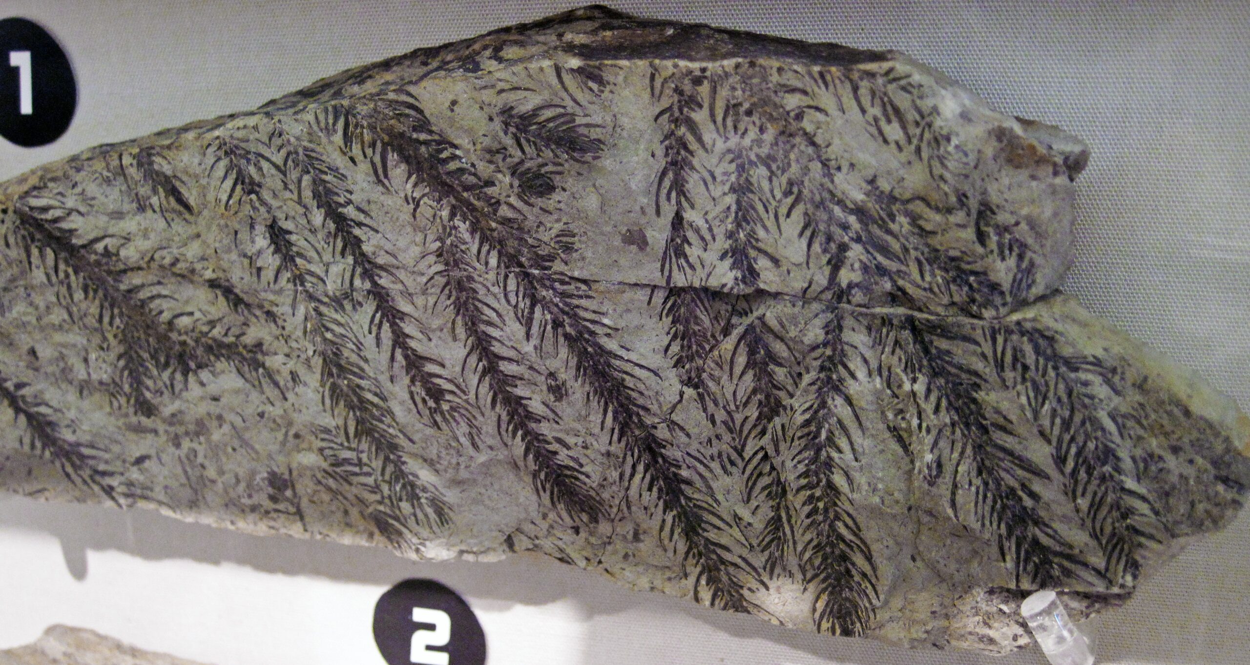 The Cretaceous Plant Kingdom Revolution (image credits: wikimedia)