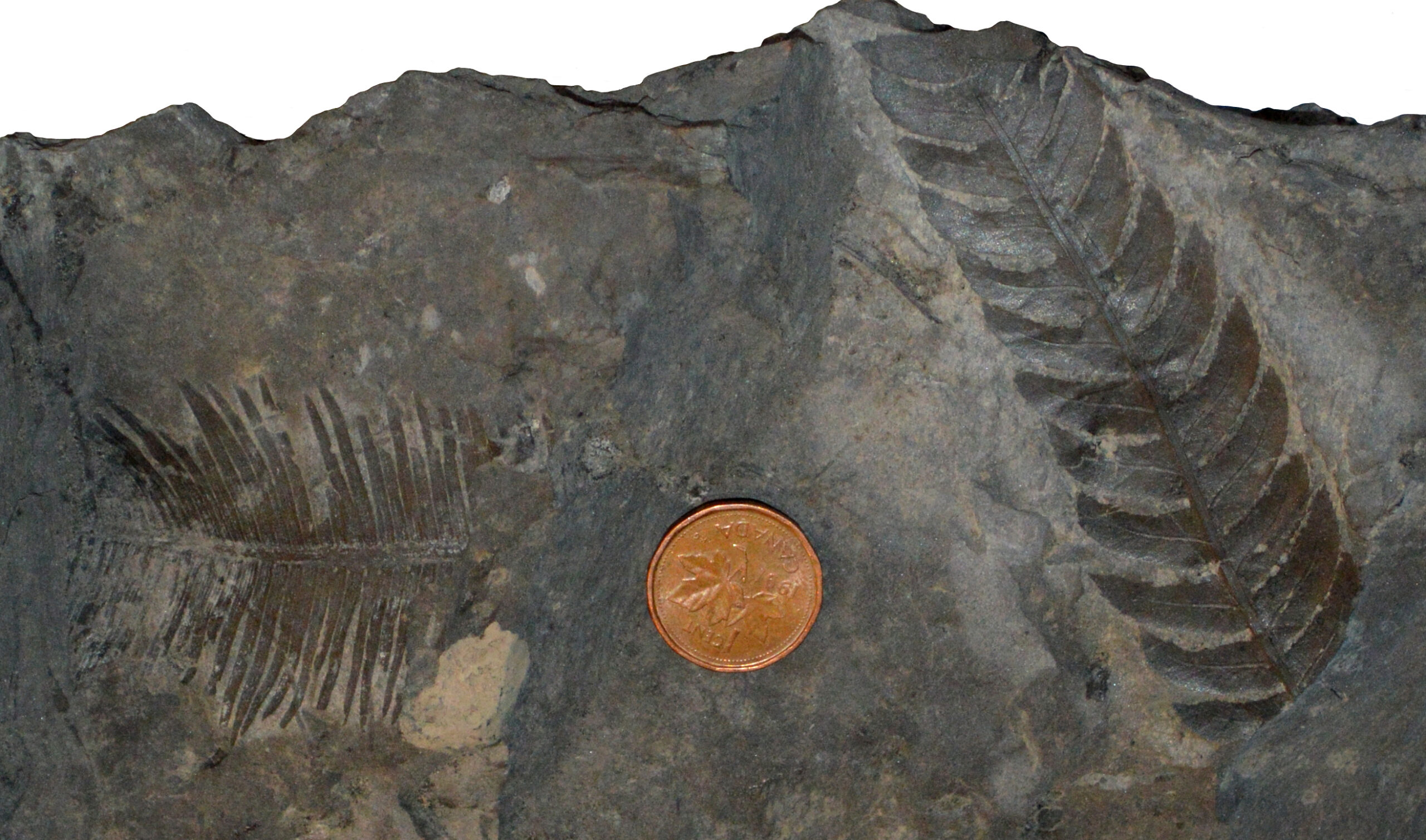 Ferns: The Dinosaur's Green Carpet (image credits: wikimedia)
