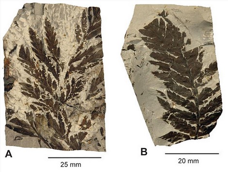 Conifers: The Towering Giants of Dinosaur Meals (image credits: wikimedia)
