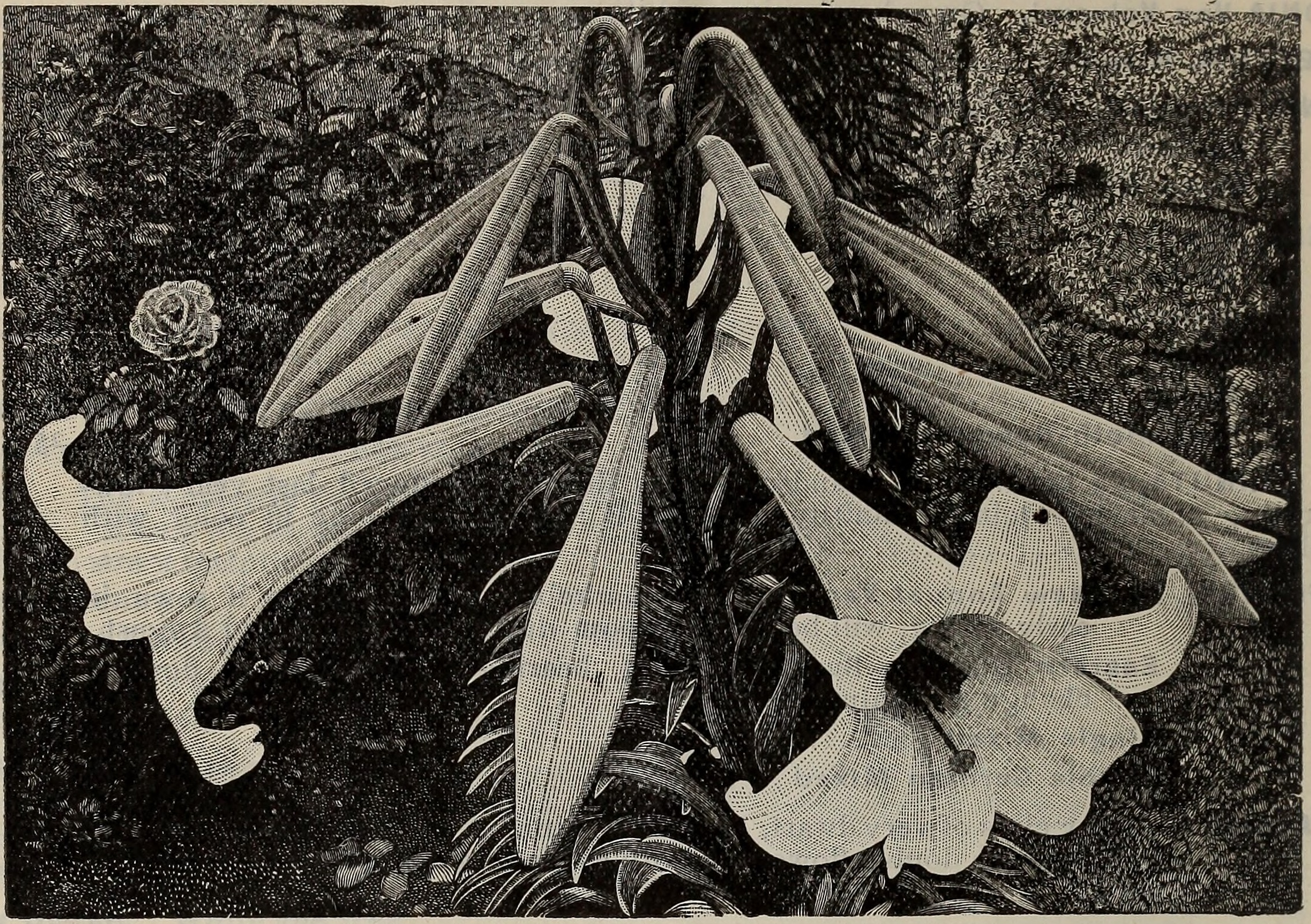Early Flowering Plants: The New Kids on the Block (image credits: wikimedia)