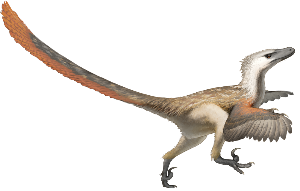 Velociraptor: The Mongolian Speed Demon (image credits: By Fred Wierum, CC BY-SA 4.0, https://commons.wikimedia.org/w/index.php?curid=63225973)