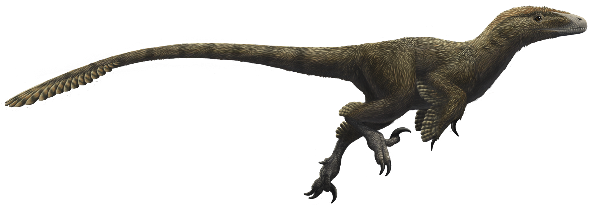 Utahraptor: The Giant That Defied Expectations (image credits: wikimedia)