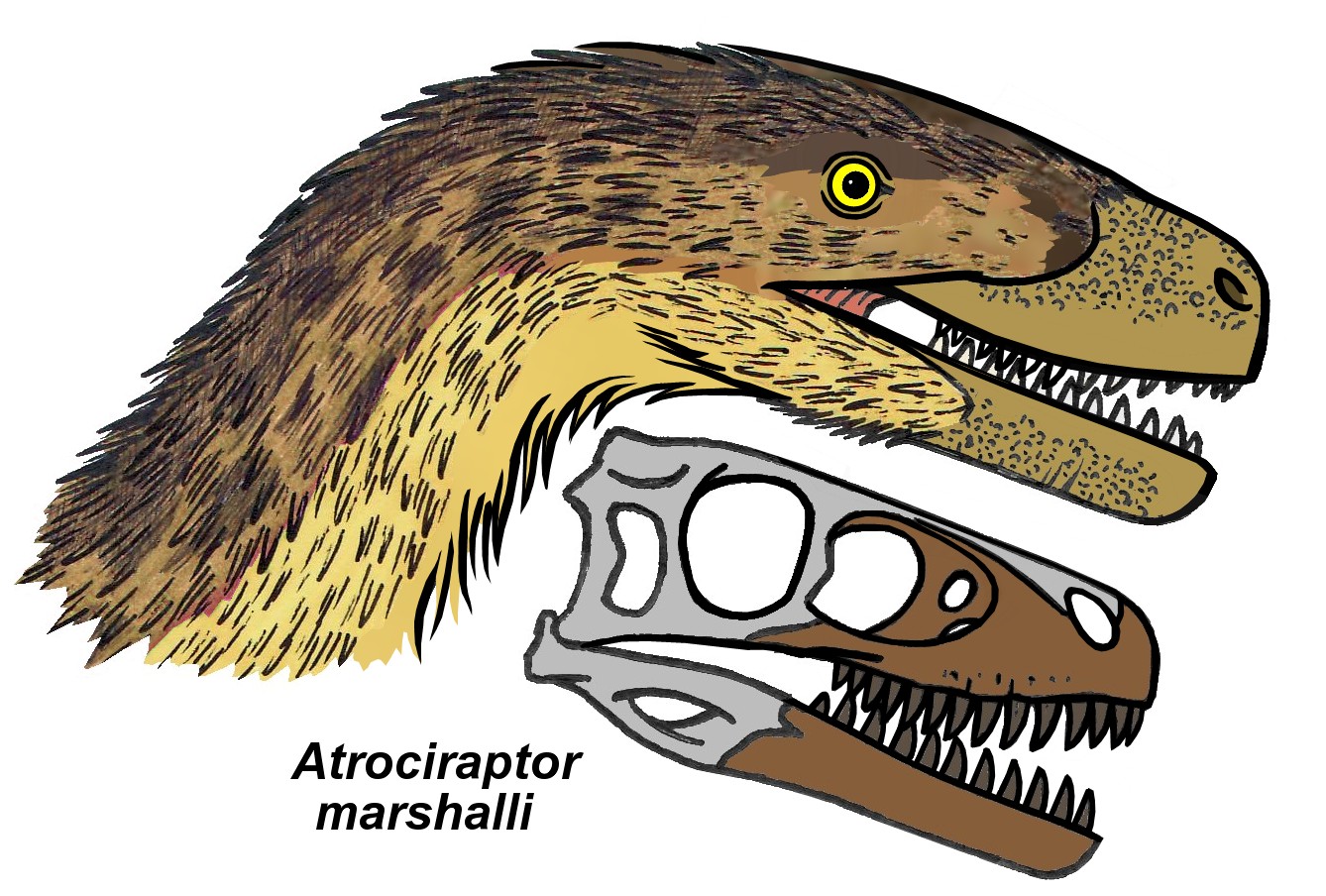 Atrociraptor: The Savage Thief (image credits: wikimedia)