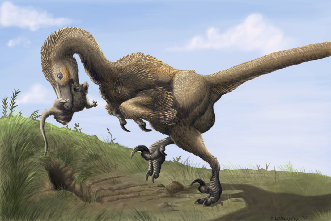 Saurornitholestes: The Lizard Bird Thief (image credits: wikimedia)