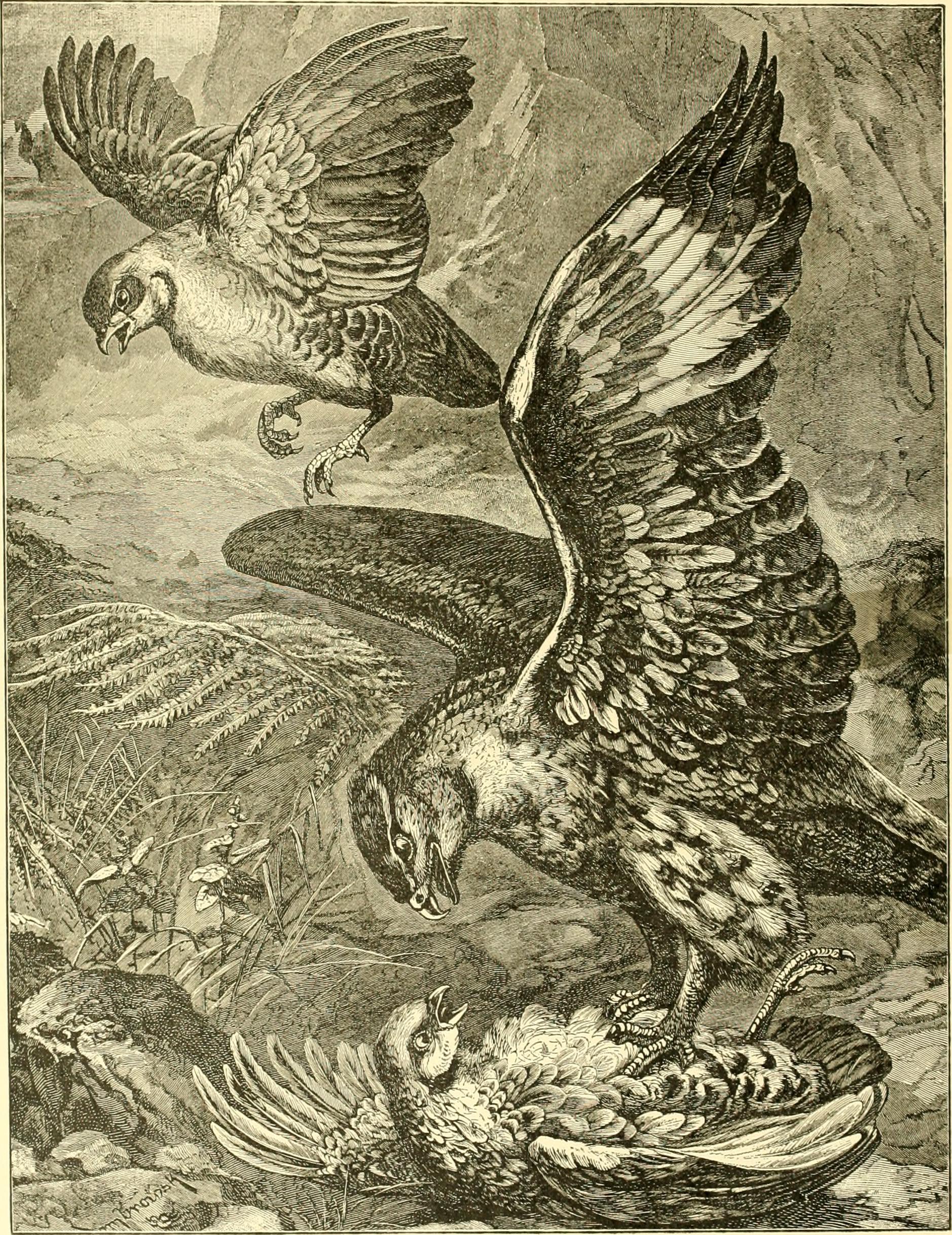 The Hunting Strategies That Made Them Apex Predators (image credits: wikimedia)