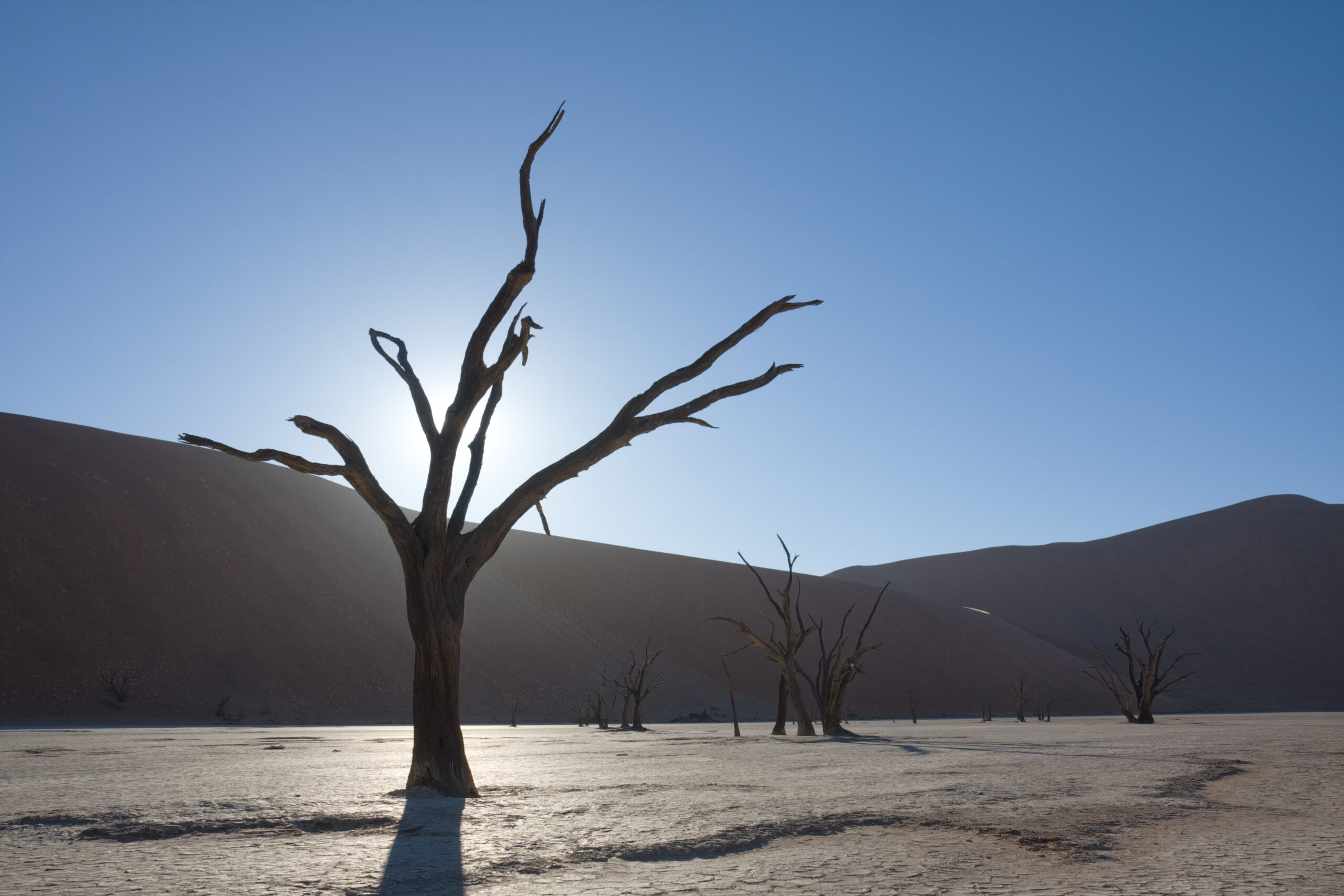 The Food Chain Collapses: Instant Ecosystem Destruction (image credits: By Ikiwaner, GFDL 1.2, https://commons.wikimedia.org/w/index.php?curid=8140653)