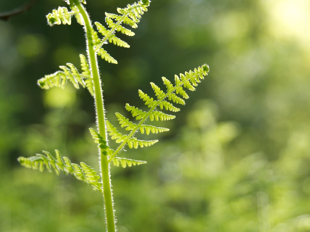 The Slow Recovery: Earth's Healing Process (image credits: flickr)