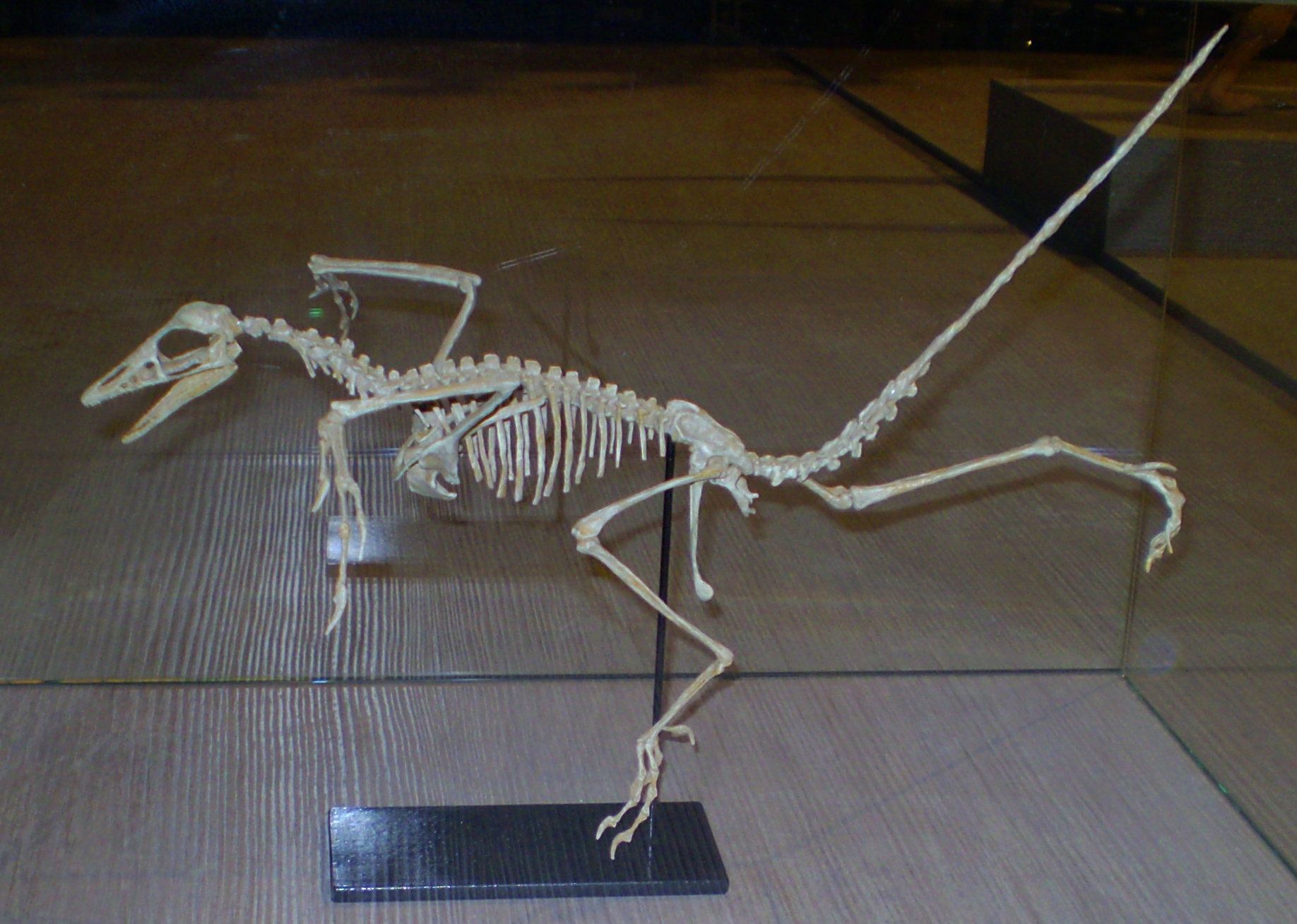 Anatomy of a Transitional Creature (image credits: By Ben2, CC BY-SA 3.0, https://commons.wikimedia.org/w/index.php?curid=3166330)