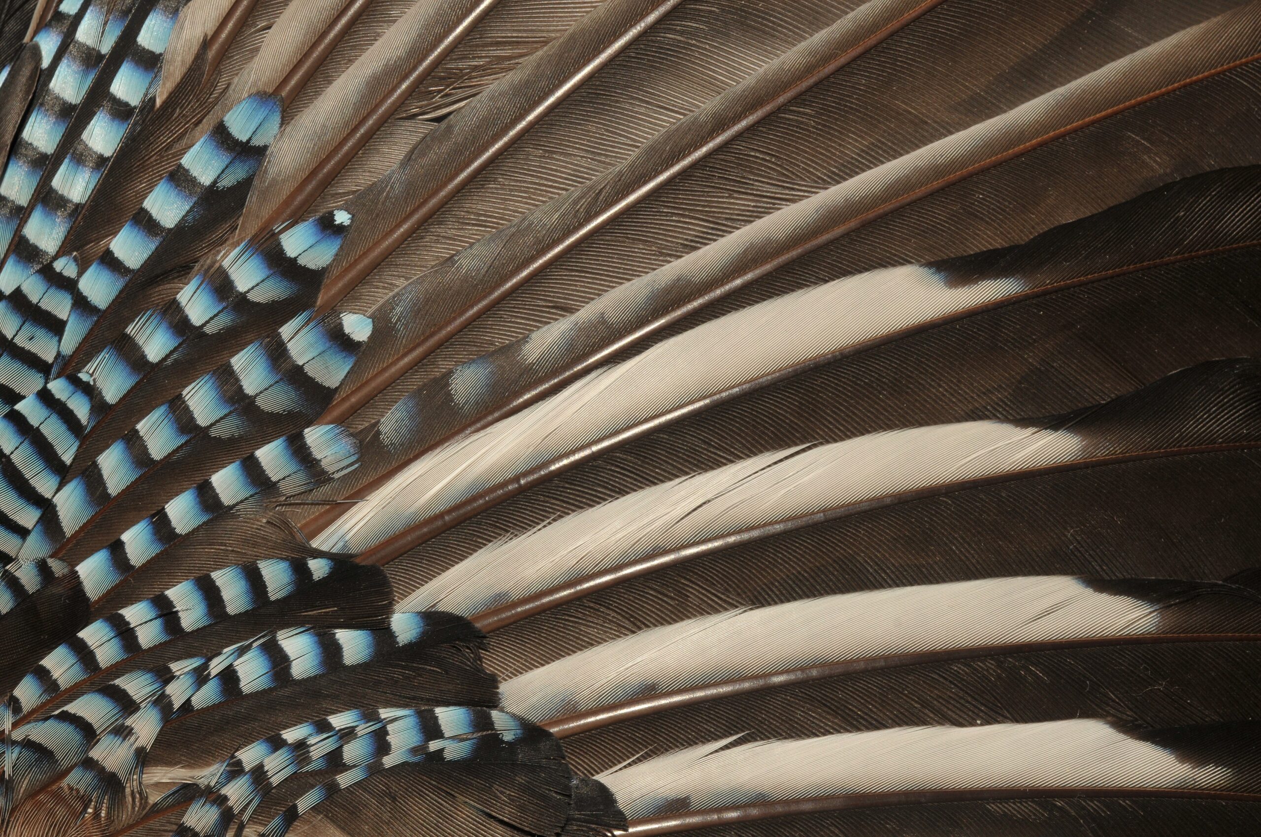 The Feather Revolution (image credits: By Michael Gäbler, CC BY 3.0, https://commons.wikimedia.org/w/index.php?curid=34484590)