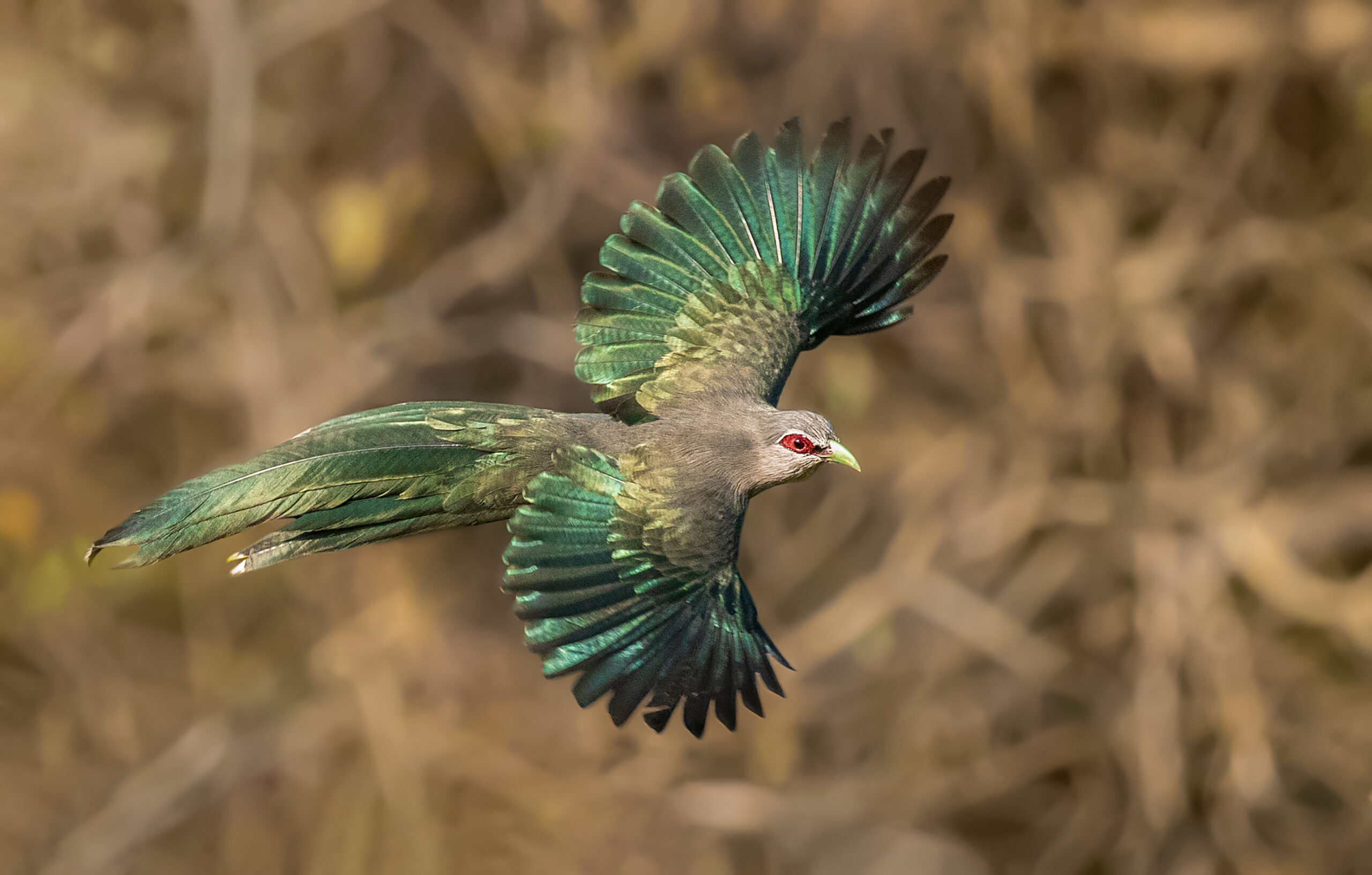 Flight Capabilities: Soaring or Struggling? (image credits: By Touhid biplob, CC BY-SA 4.0, https://commons.wikimedia.org/w/index.php?curid=91135274)