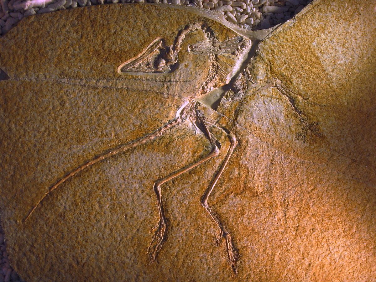 Fossil Preservation Miracle (image credits: wikimedia)